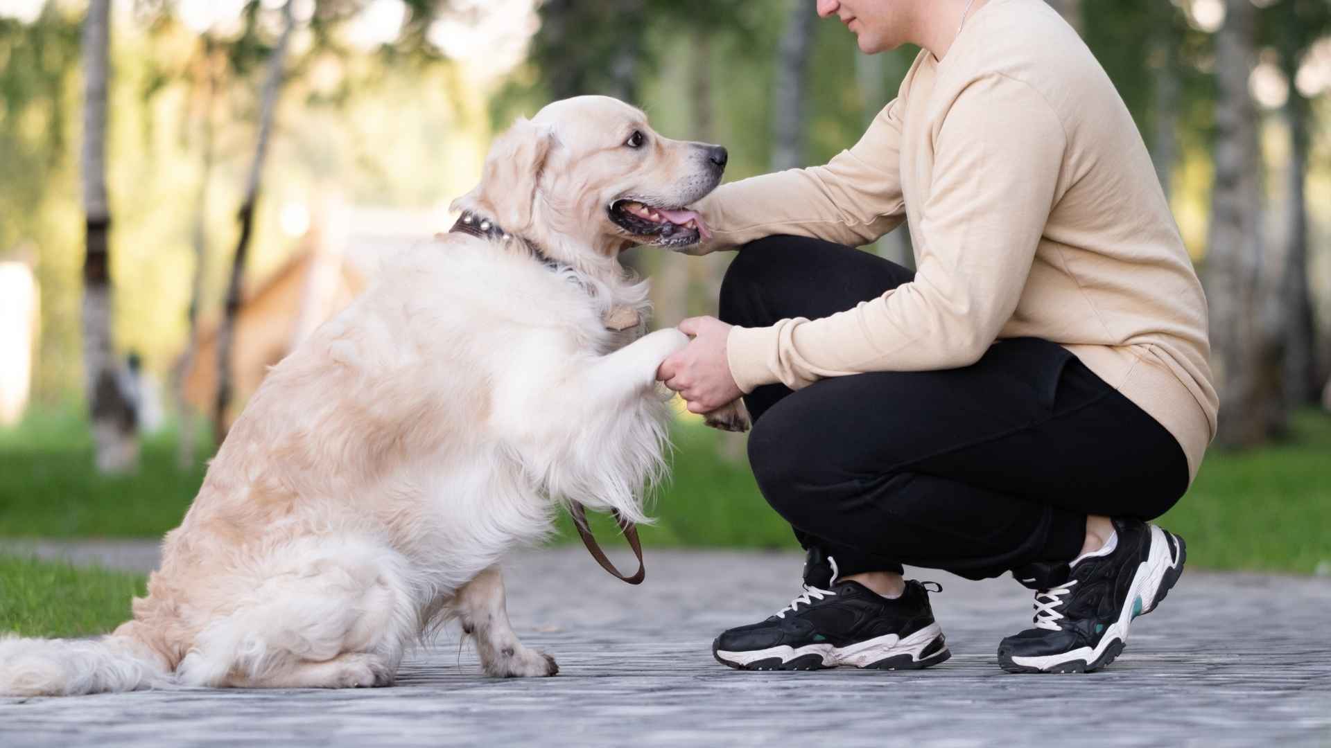 9 Most Emotionally Intelligent Dog Breeds That Understand You Best