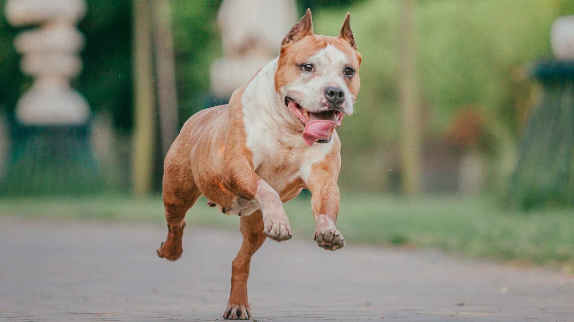 9 Most Energetic Dog Breeds in the World: NonStop Motion