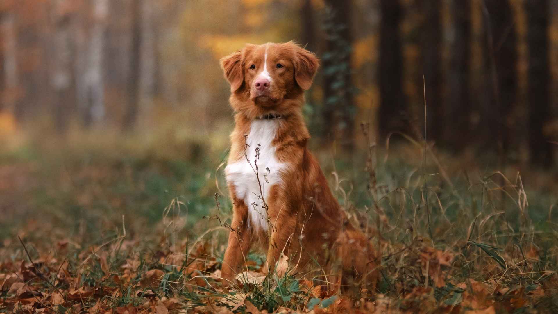 9 Most Exotic Dog Breeds You’ve Probably Never Heard Of (But Will Want)