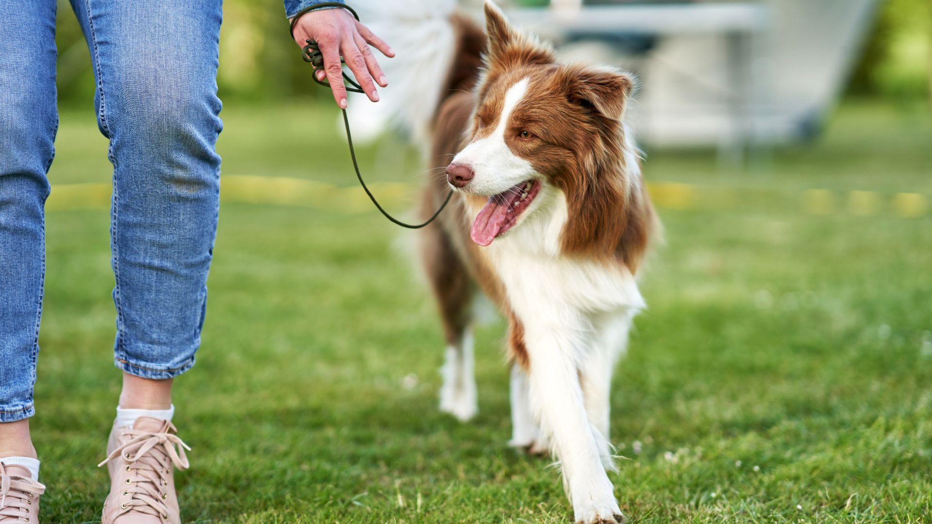 9 Most Obedient Dog Breeds That Are Easy To Train