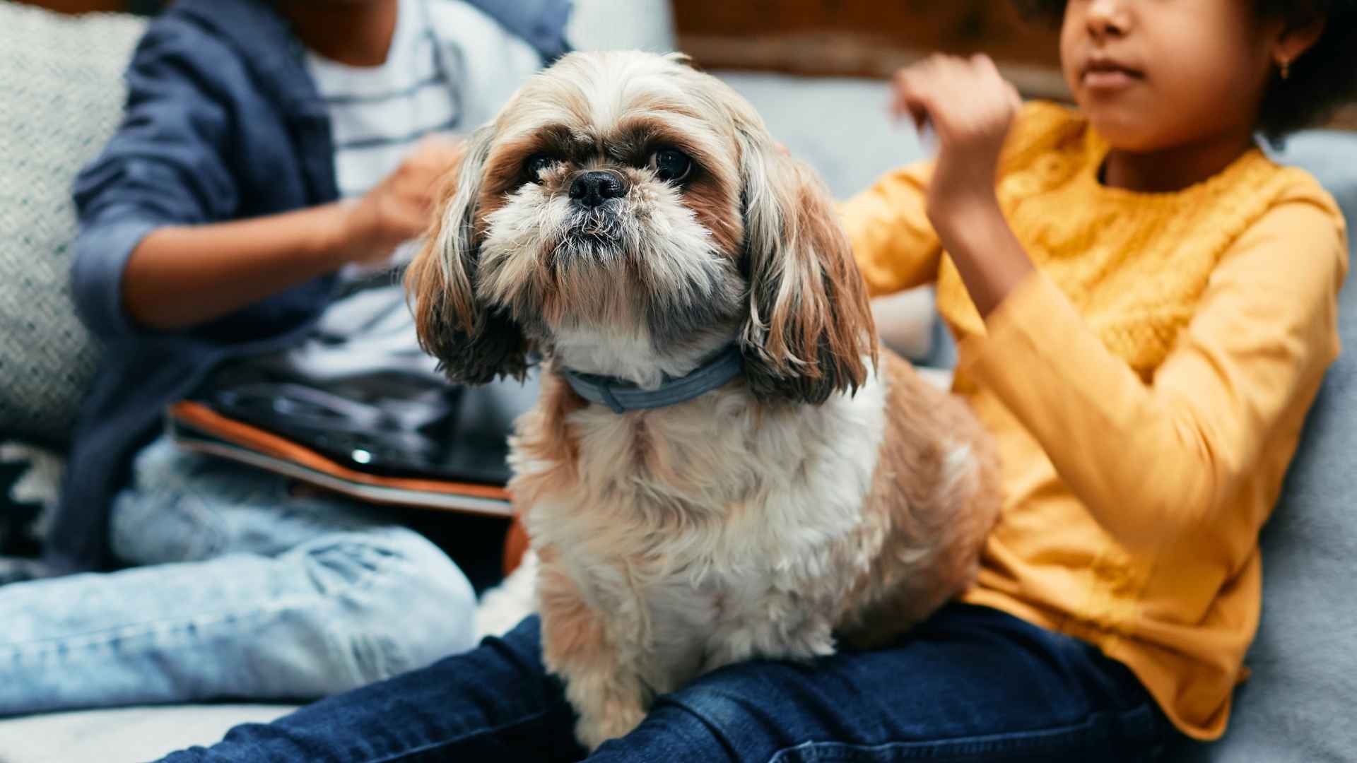 9 Most Peaceful Dog Breeds for Kids of All Ages