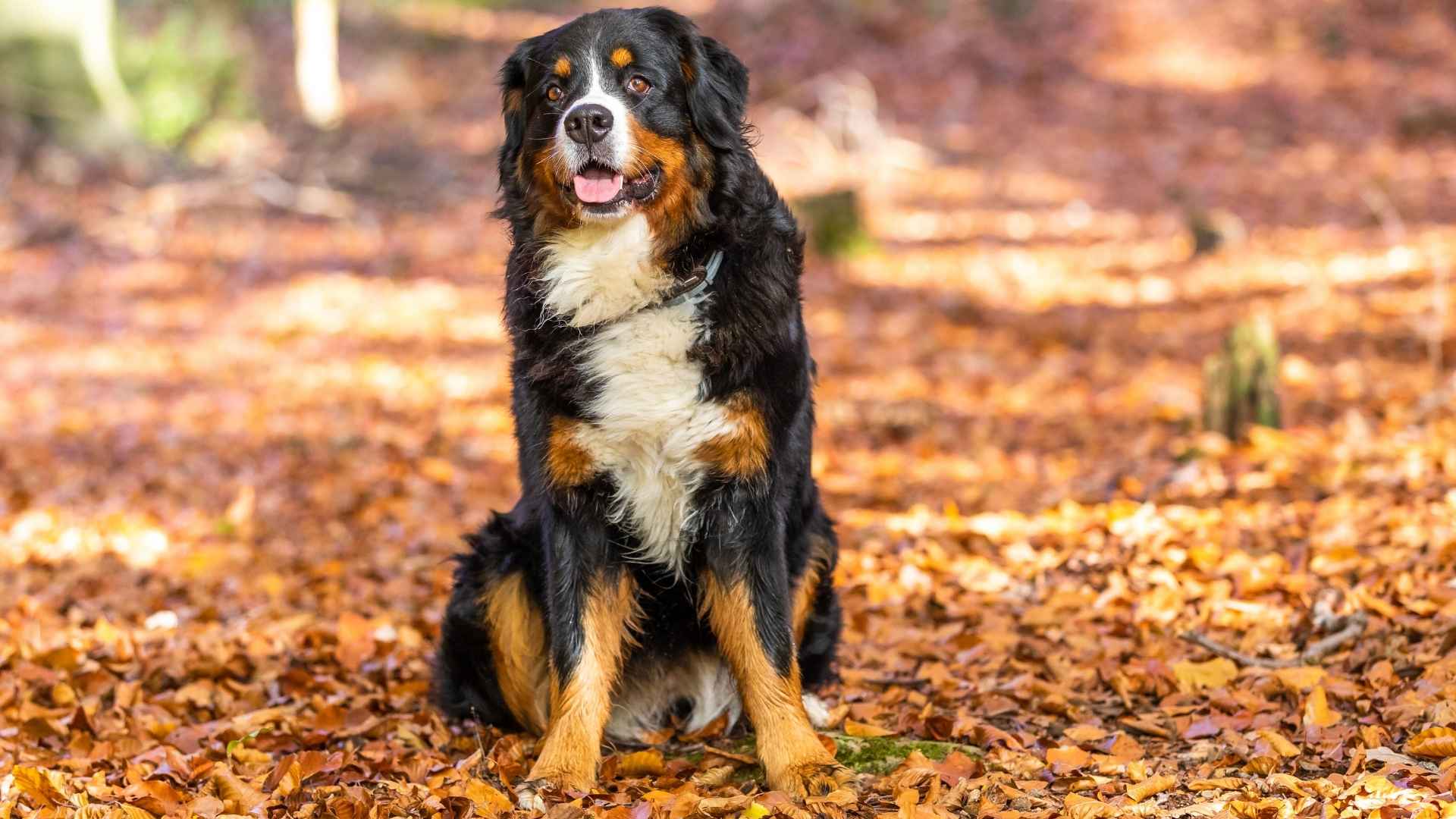 9 Most Quietest Dog Breeds for Stress-Free Living