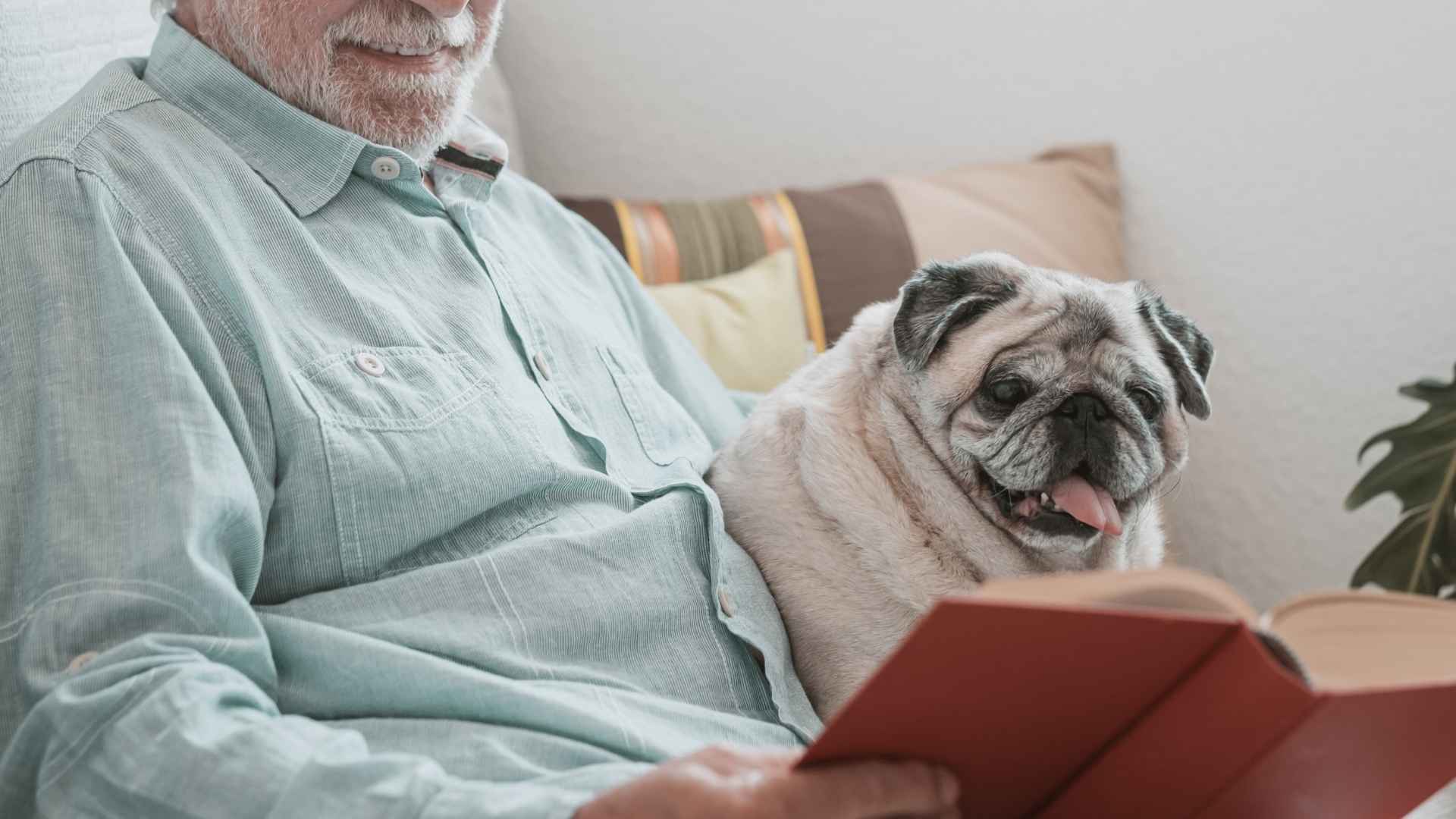 9 Most Sensitive Dog Breeds For Senior Citizens Who Care