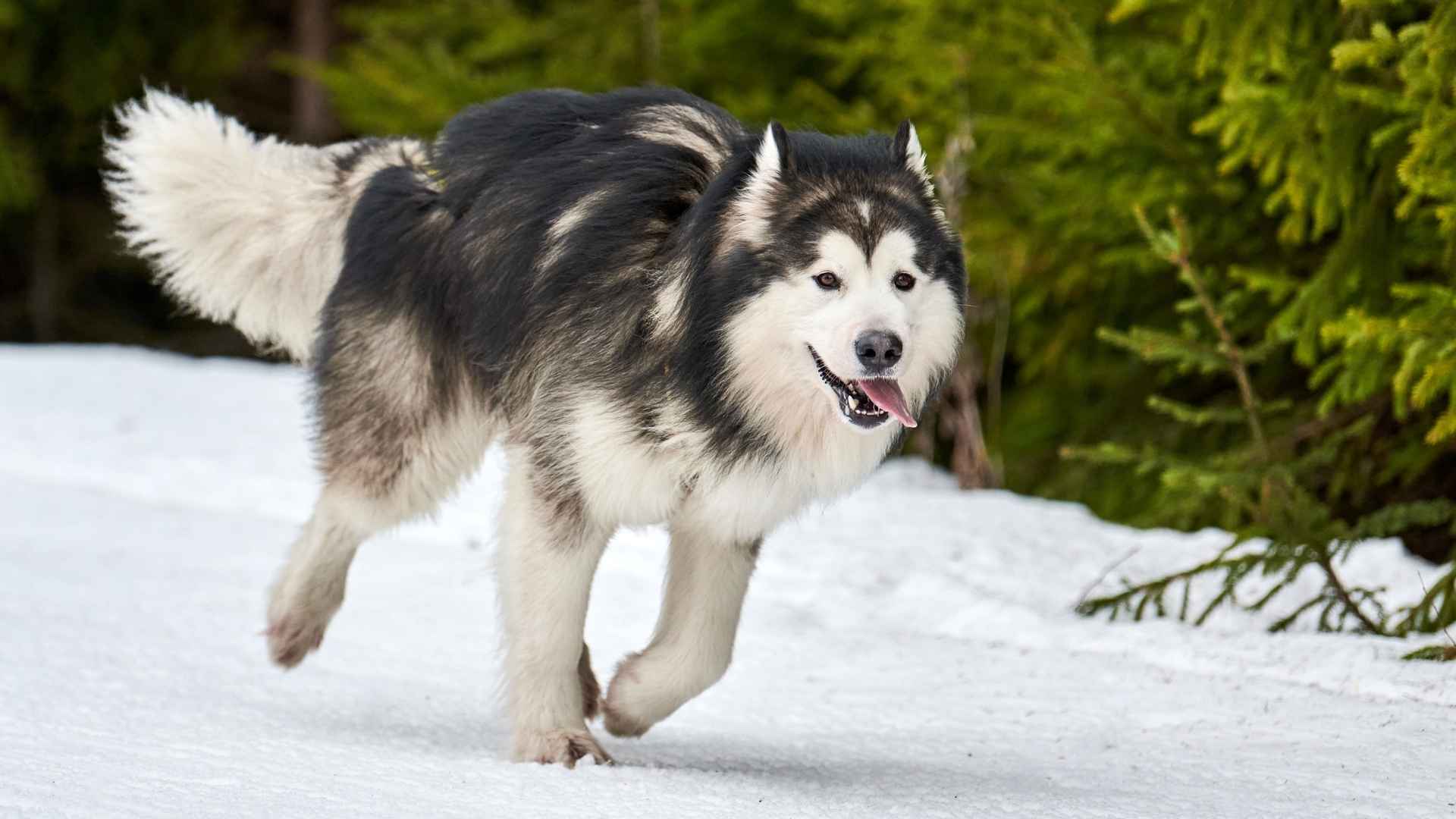 9 Most Sturdy & Hardy Dogs Built for Tough Conditions