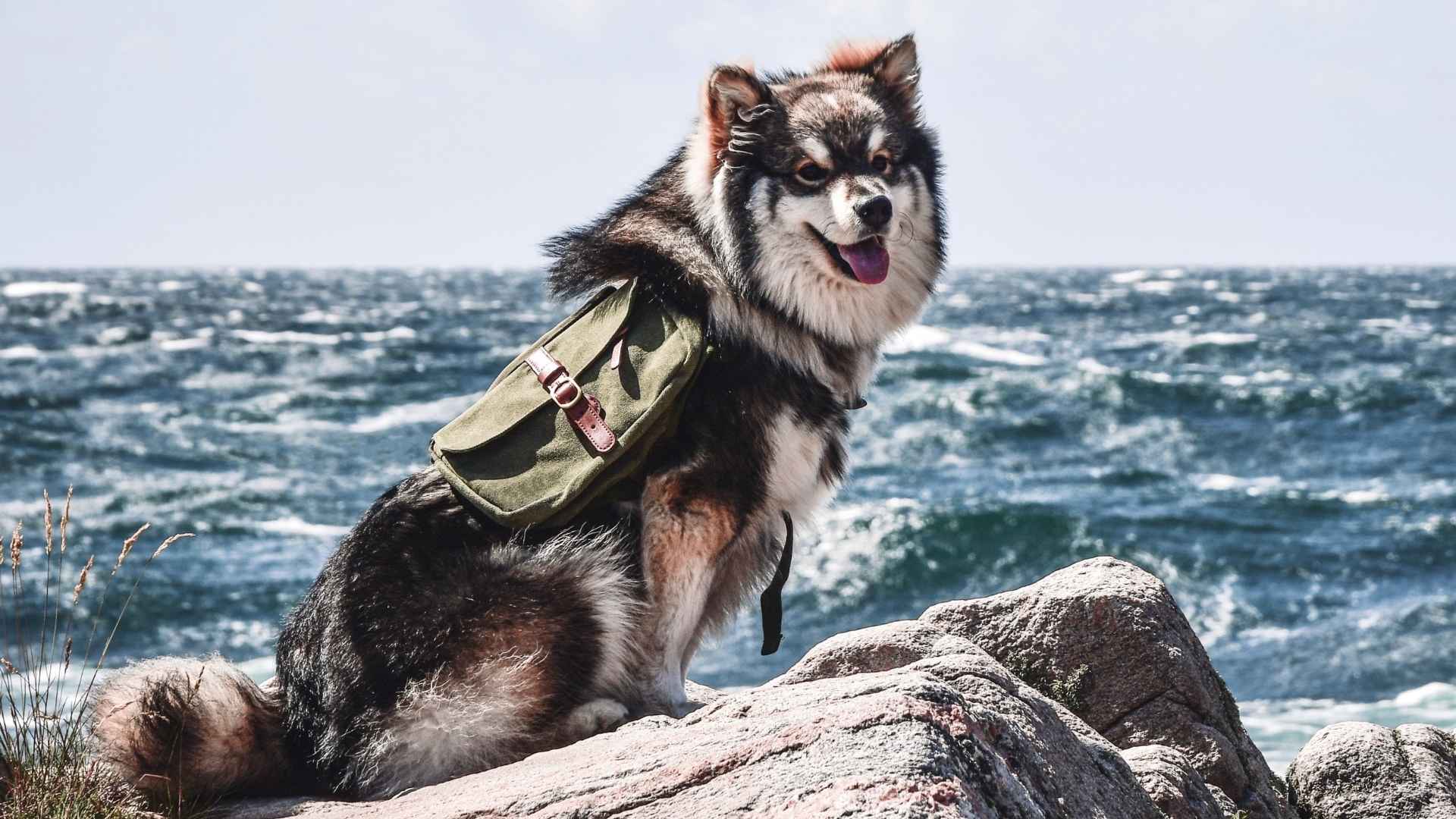 9 Outgoing Dog Breeds that Like Adventures: Perfect for Active Owners