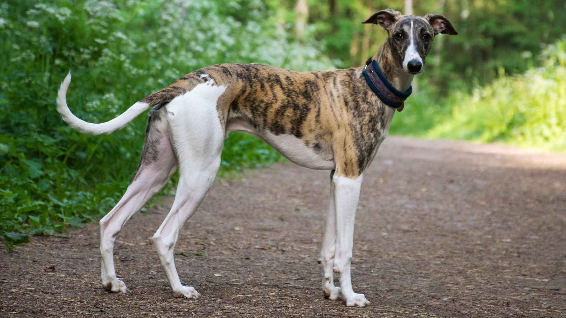 9 Peaceful Dog Breeds That Bark Only When Necessary, Even Alone