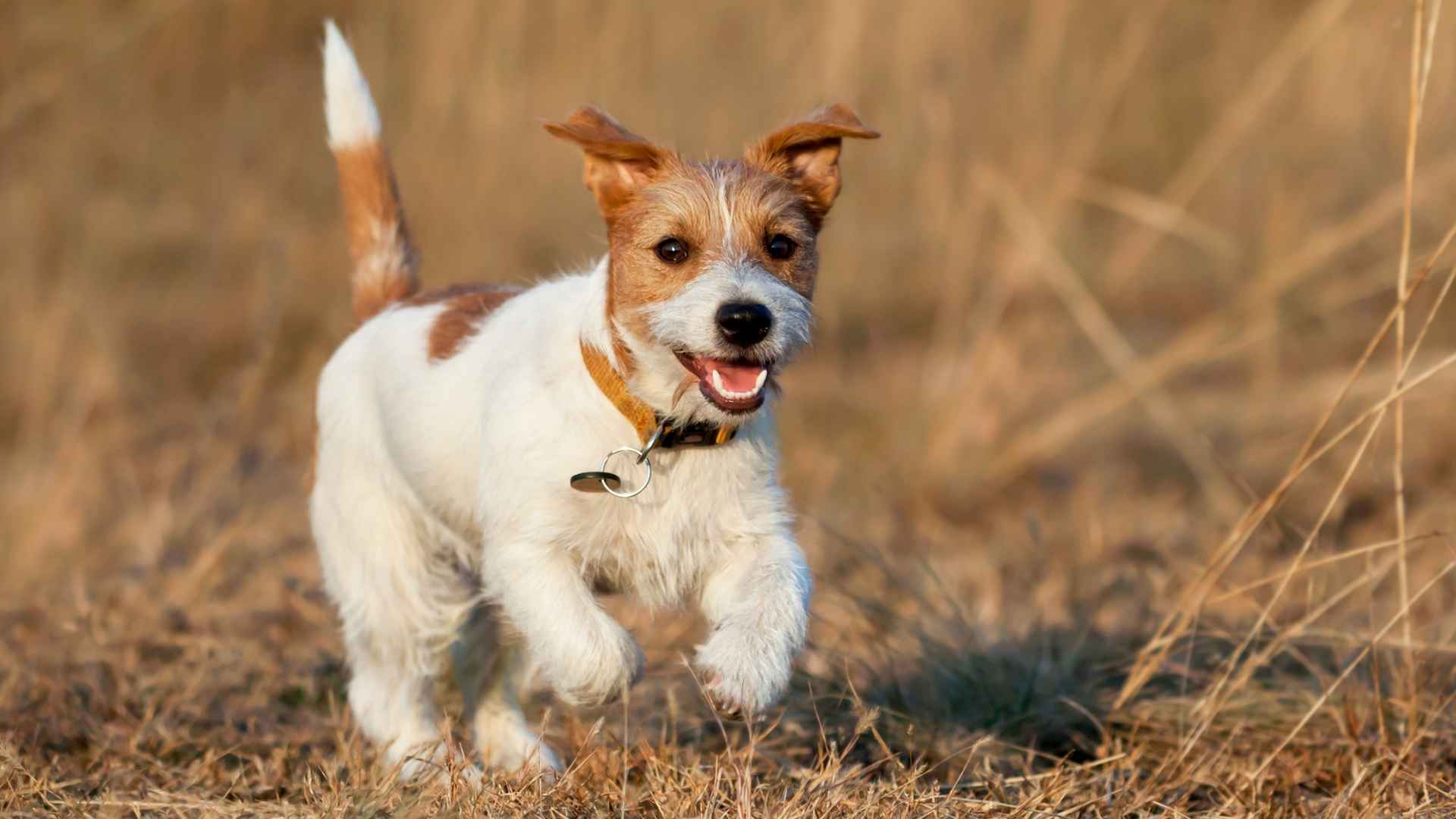 9 Playful Dog Breeds With Puppy Energy