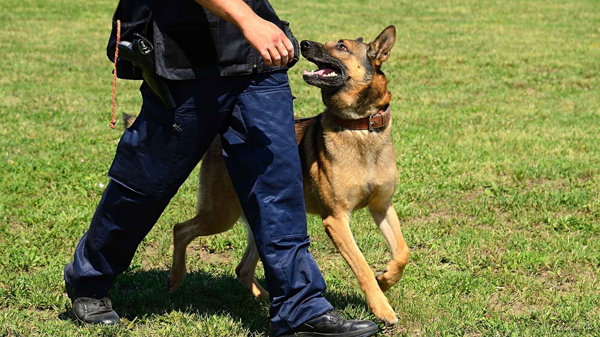 9 Police Dog Breeds For Active People That Need Plenty of Exercise