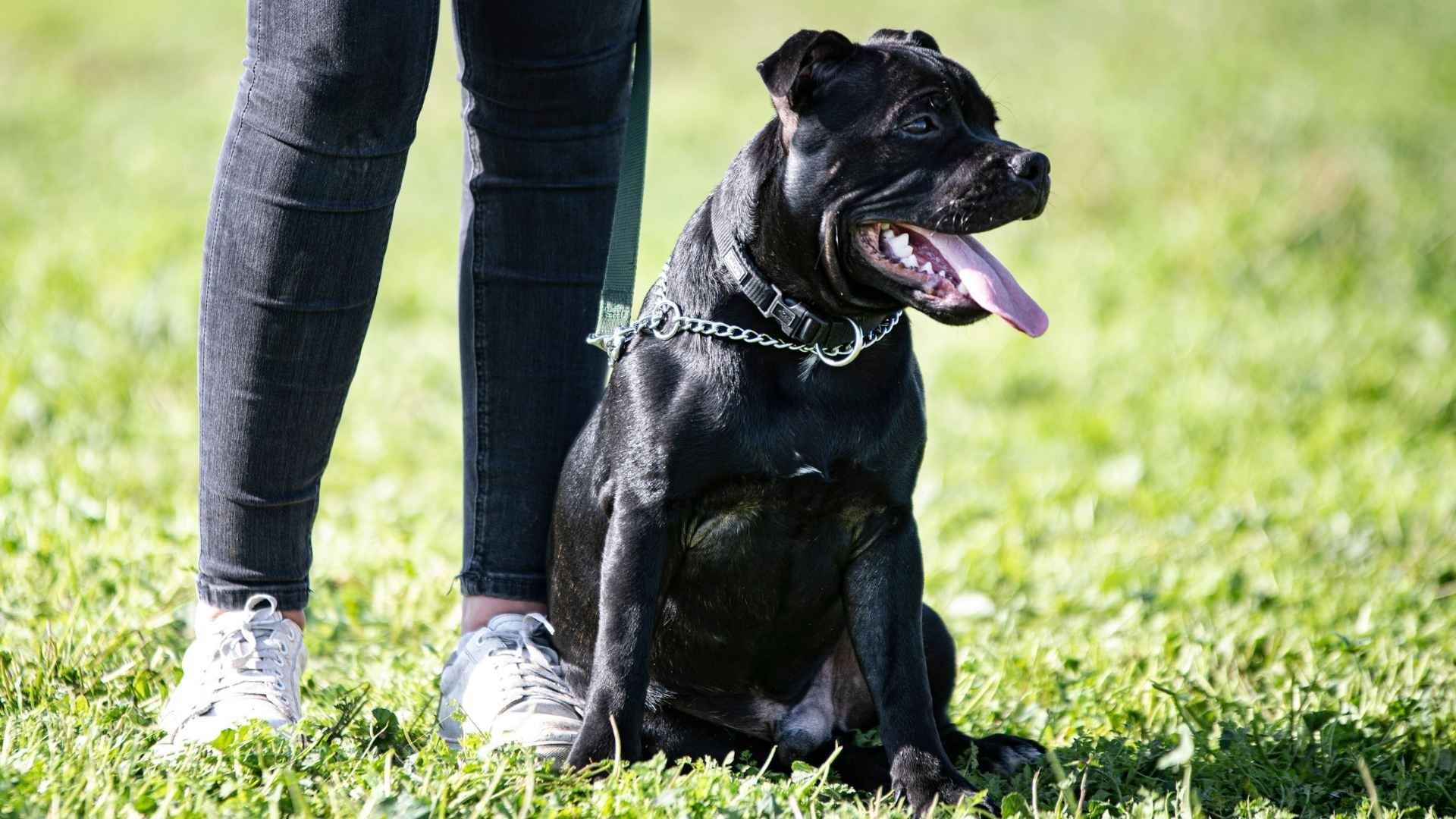 9 Powerful Guard Dog Breeds That Never Give Up Protecting You