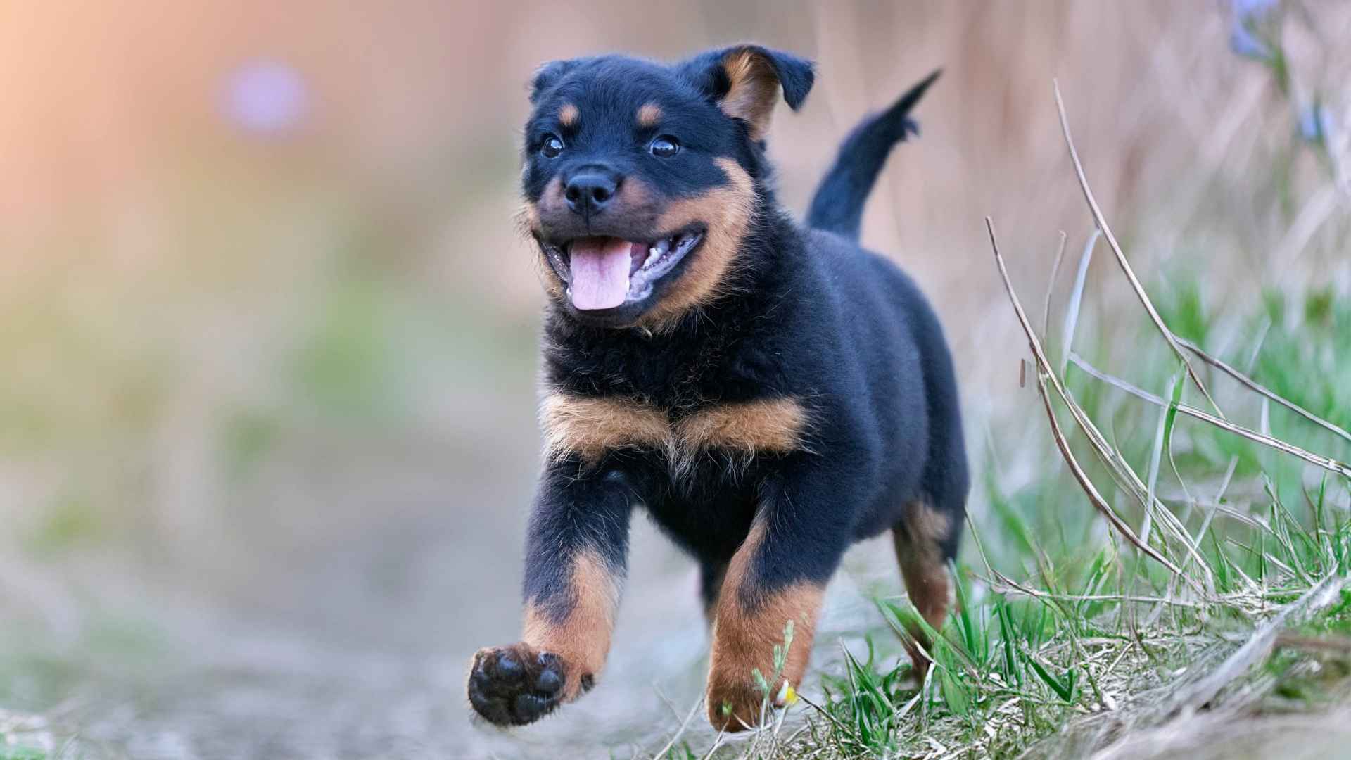 9 Puppy Breeds That Are Fearless and Never Back Down