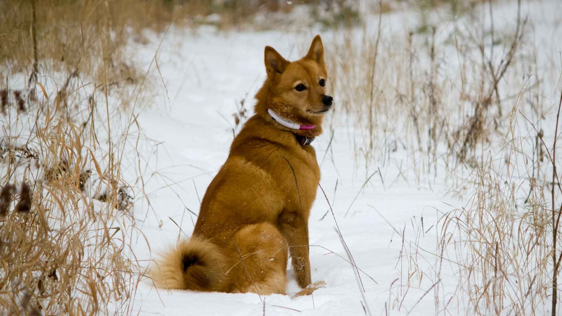 9 Rare Dog Breeds You’ve Probably Never Seen Before