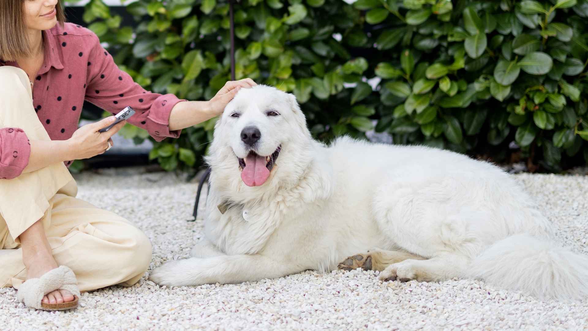 9 Regal Dog Breeds That Stay Close Forever