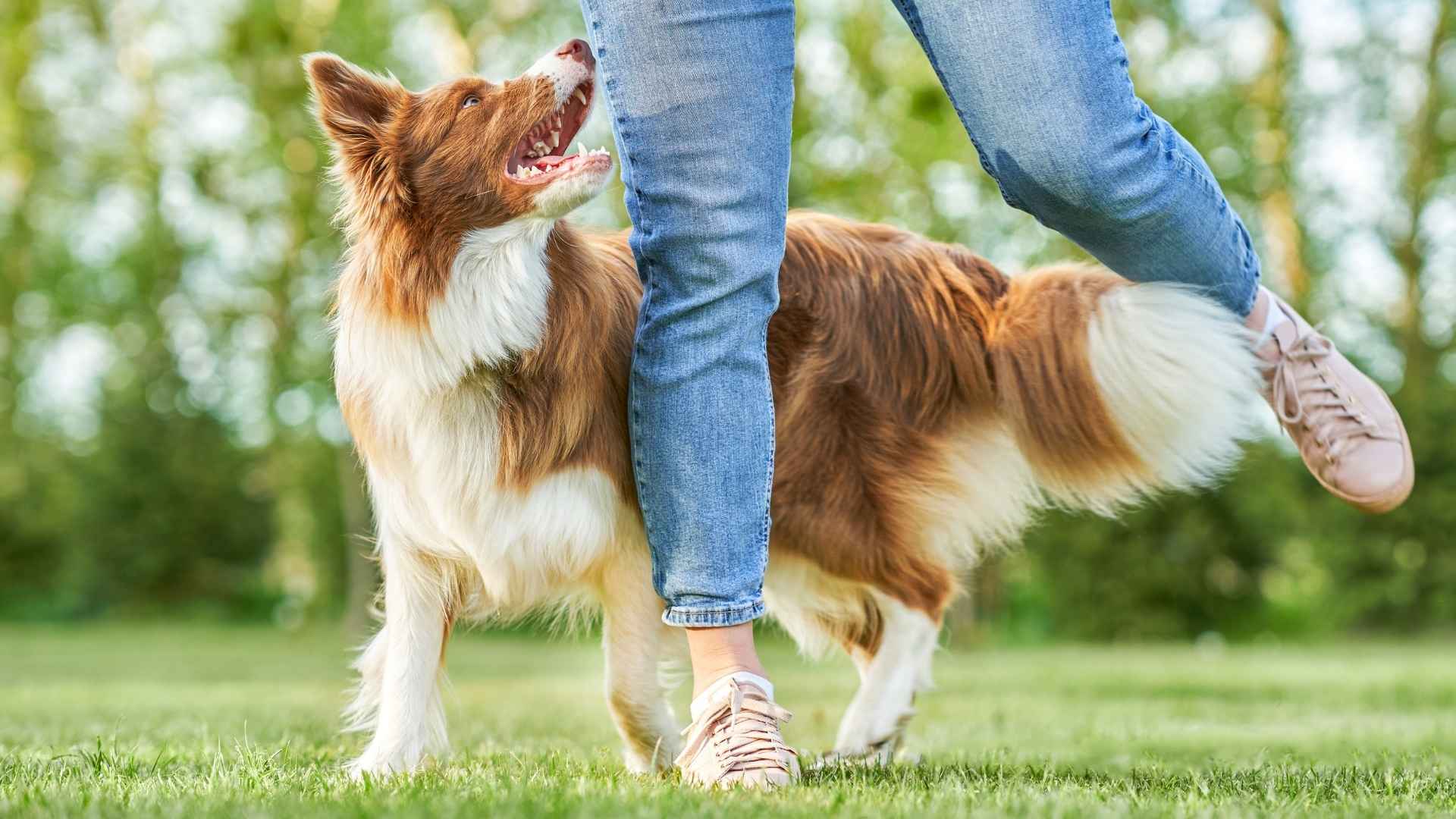 9 Regal Dog Breeds That Stick Close Forever