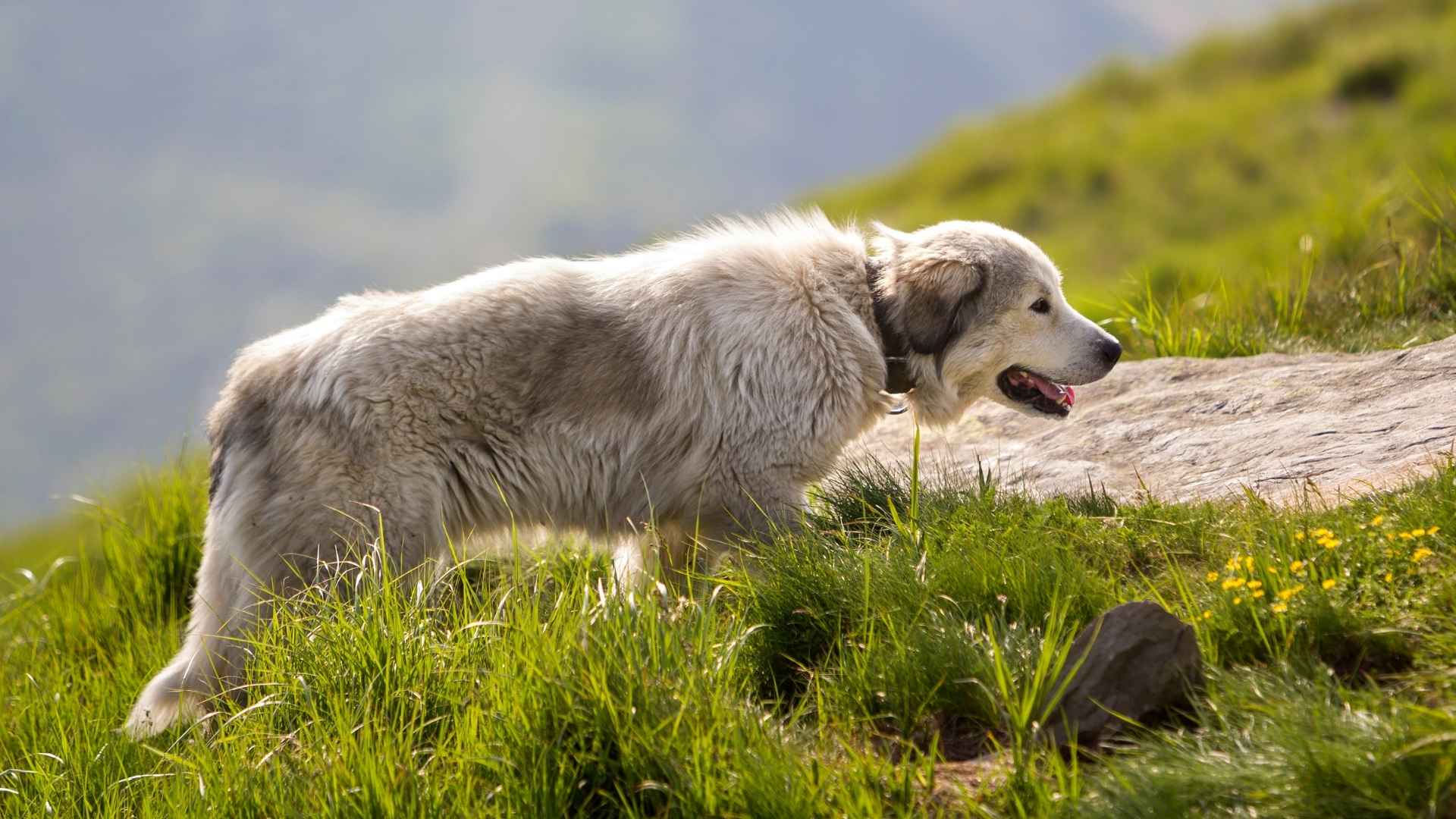 9 Rugged Dog Breeds That Can Take A Beating And Keep Going