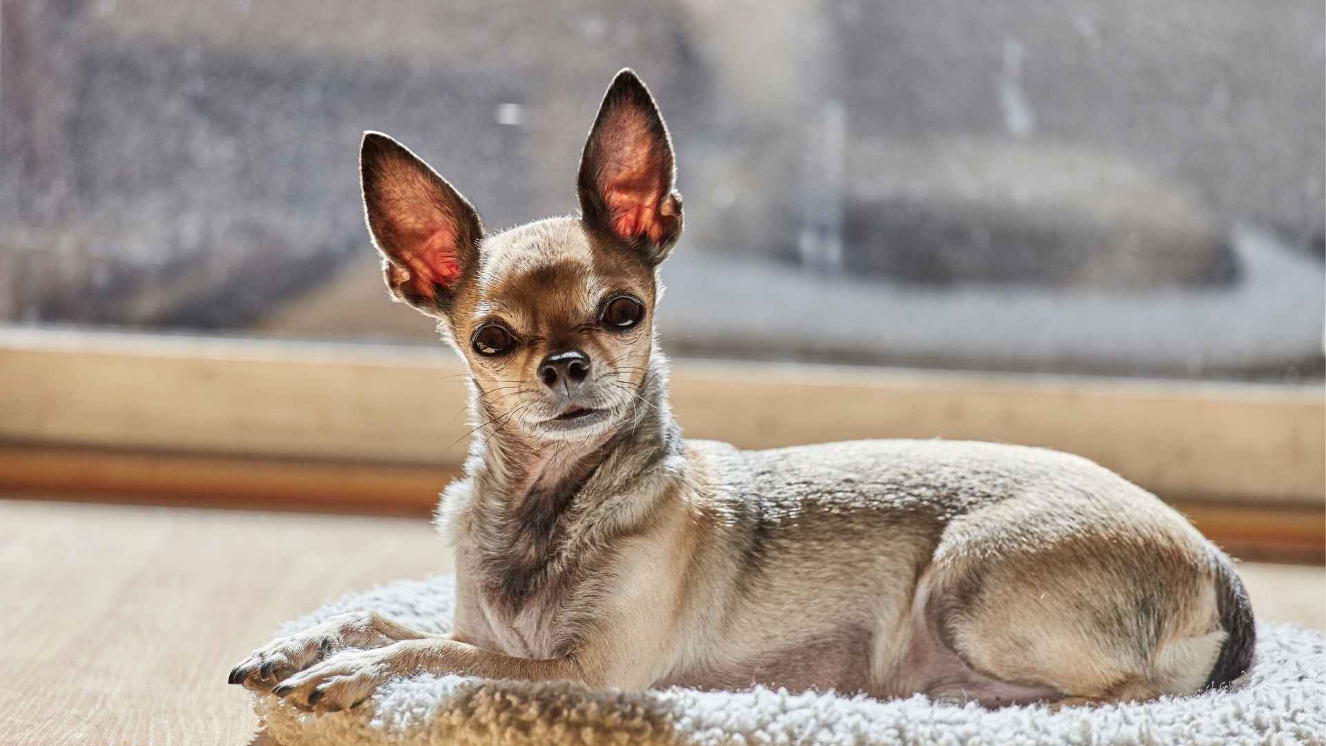 10 Alert (But Lazy!) Dog Breeds That Watch Without Much Effort