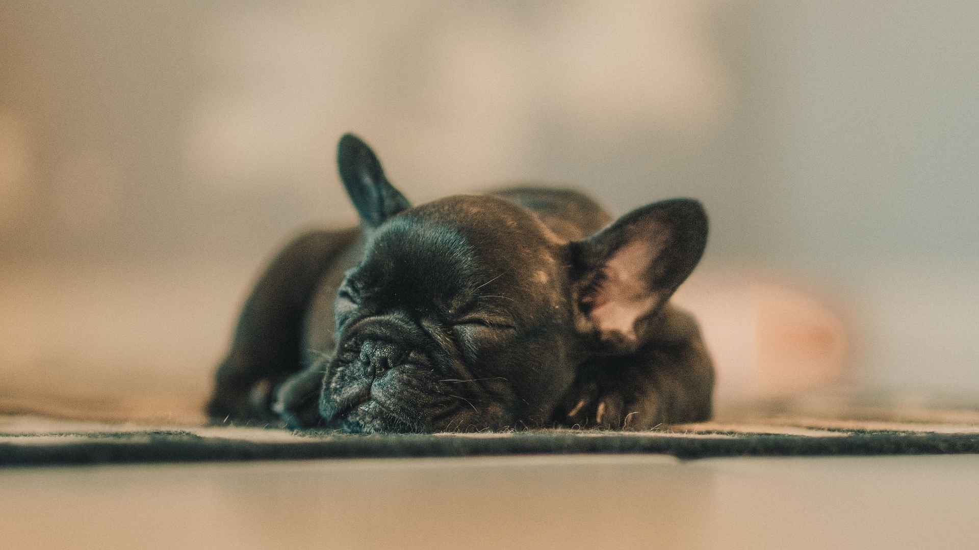 9 Sleepy Dog Breeds That Master The Art Of Napping