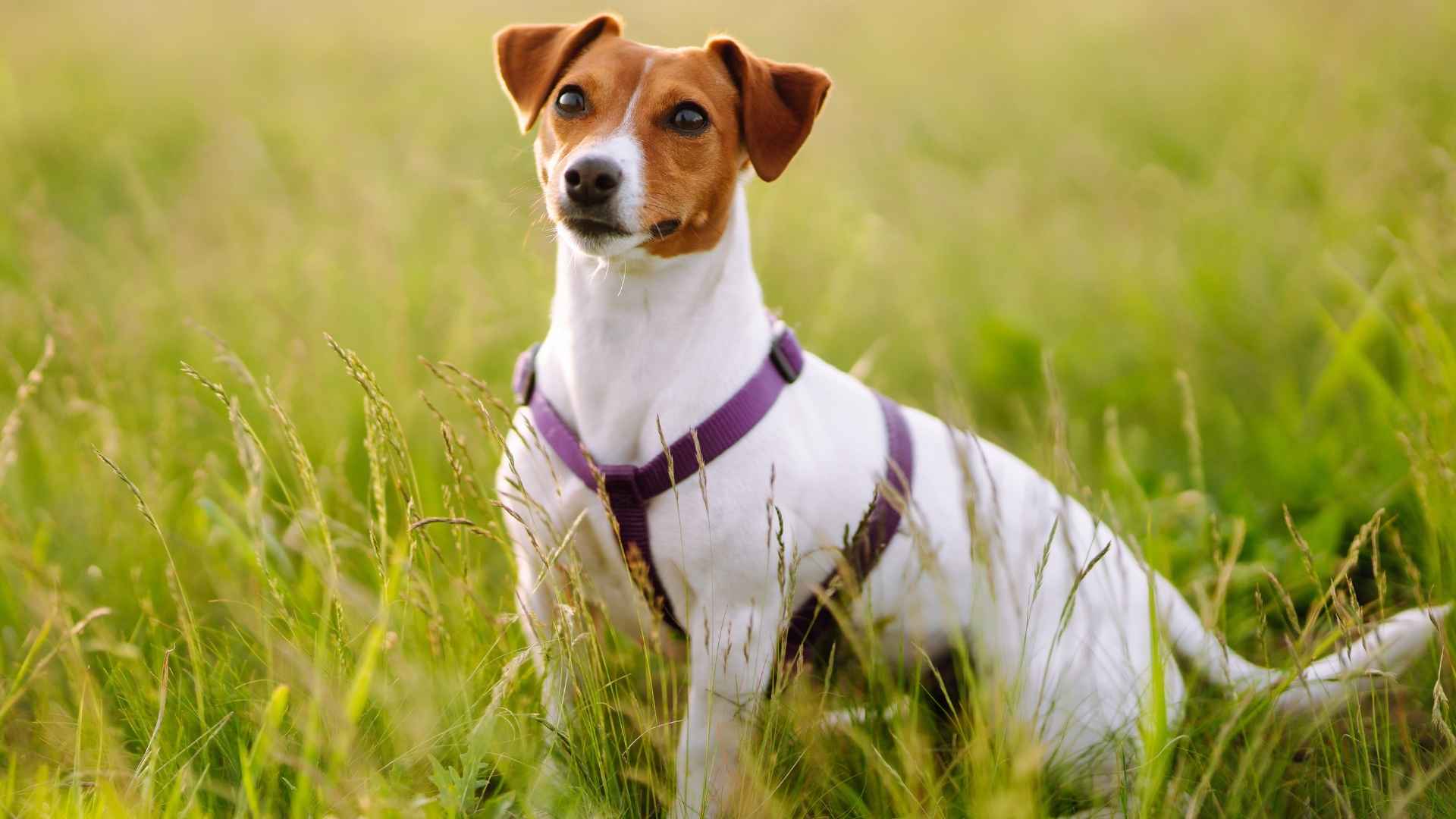 9 Small Dog Breeds That Have No Idea They’re Small