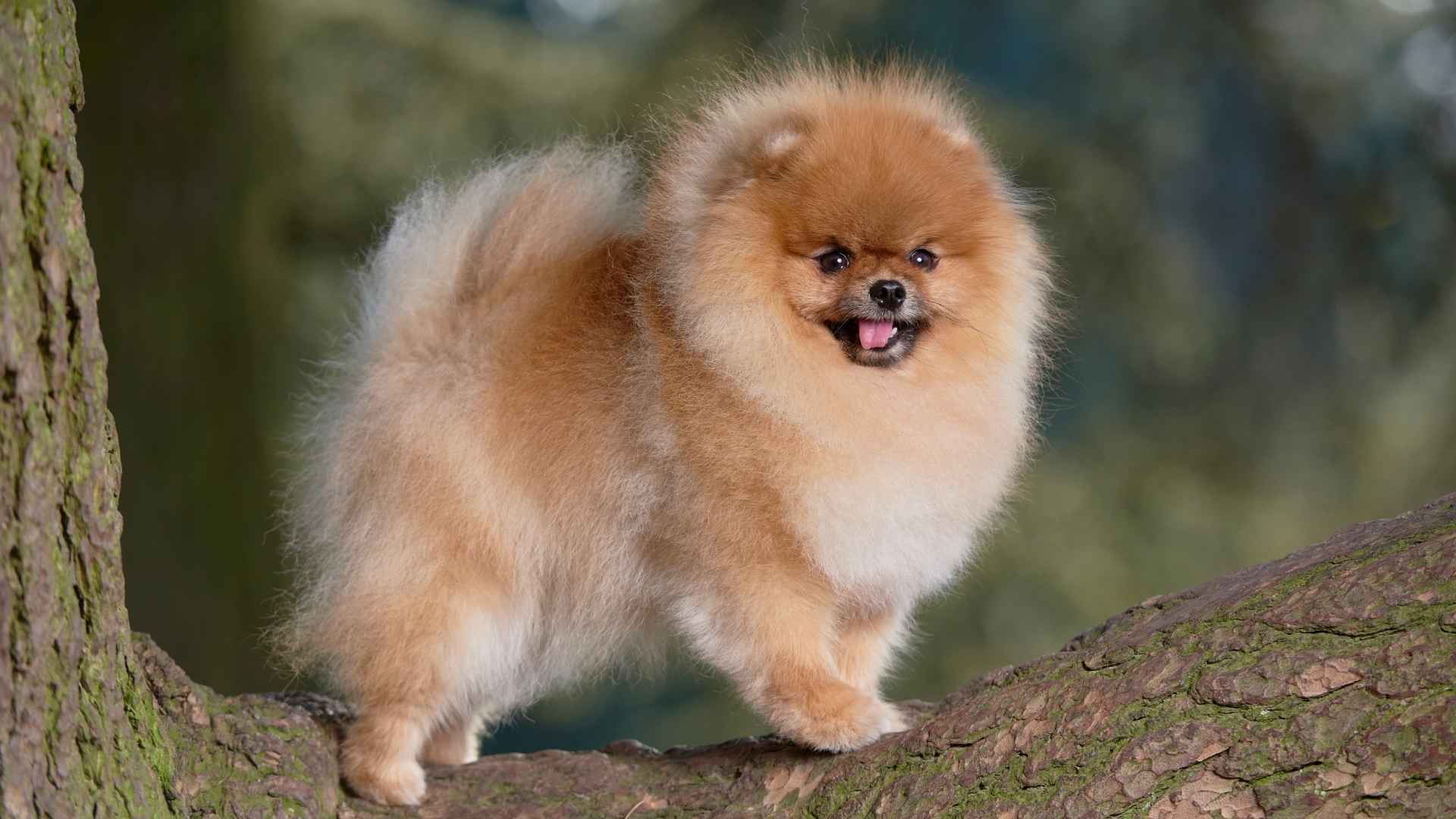 9 Small Dog Breeds with Long Life Expectancies You’ll Love Forever