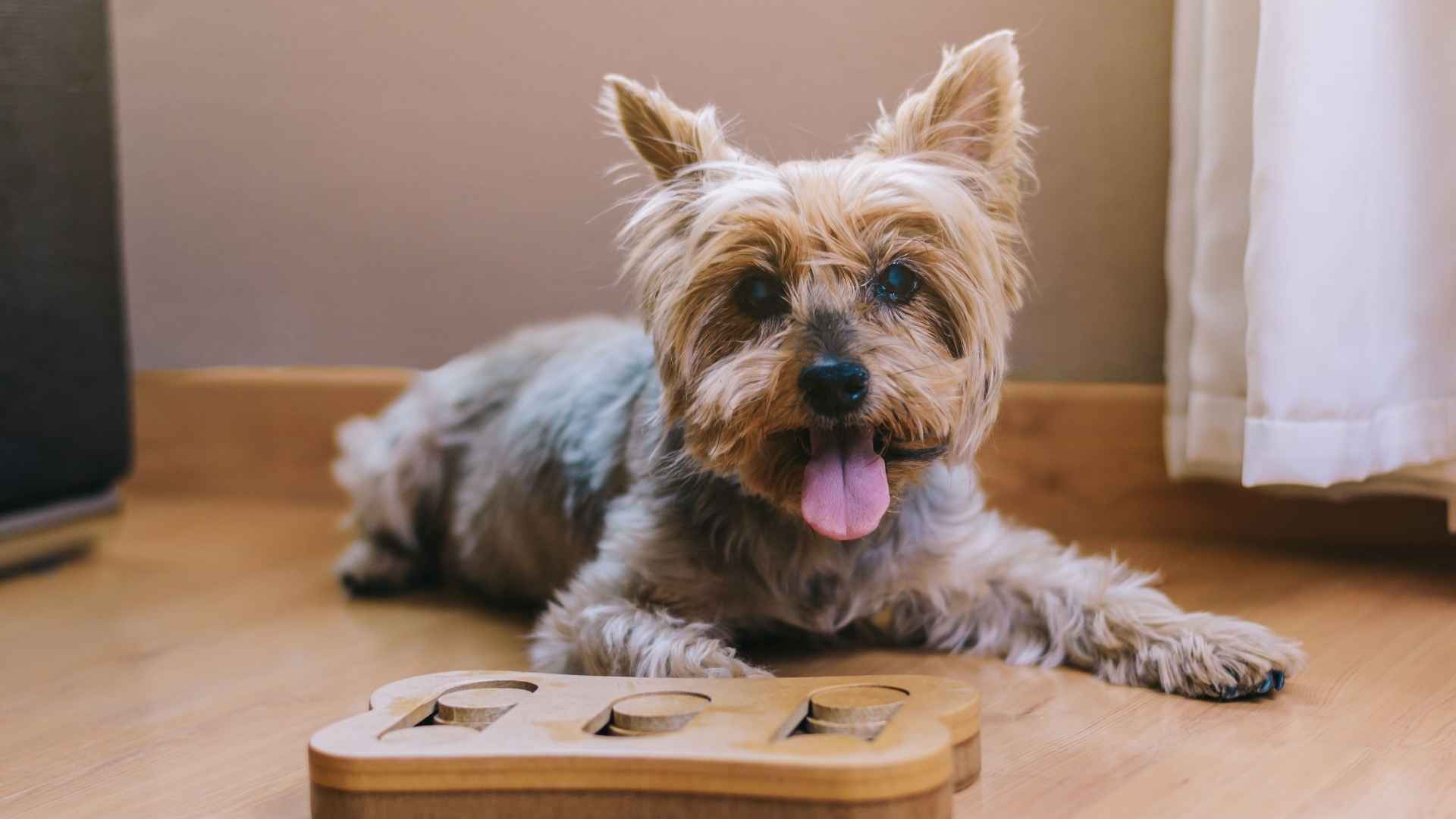 9 Smart Dog Breeds That Like To Solve Puzzles