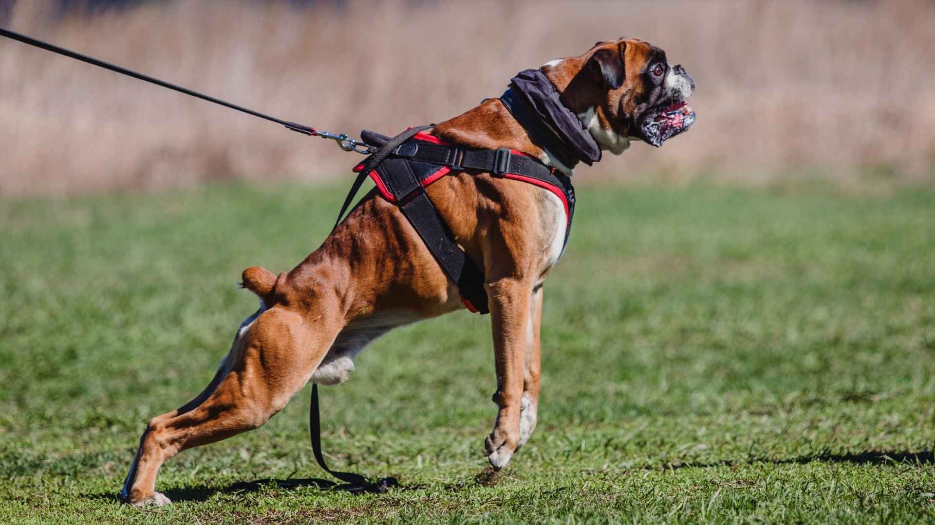 9 Strongest Dog Breeds That Pull Heavy Loads for Training