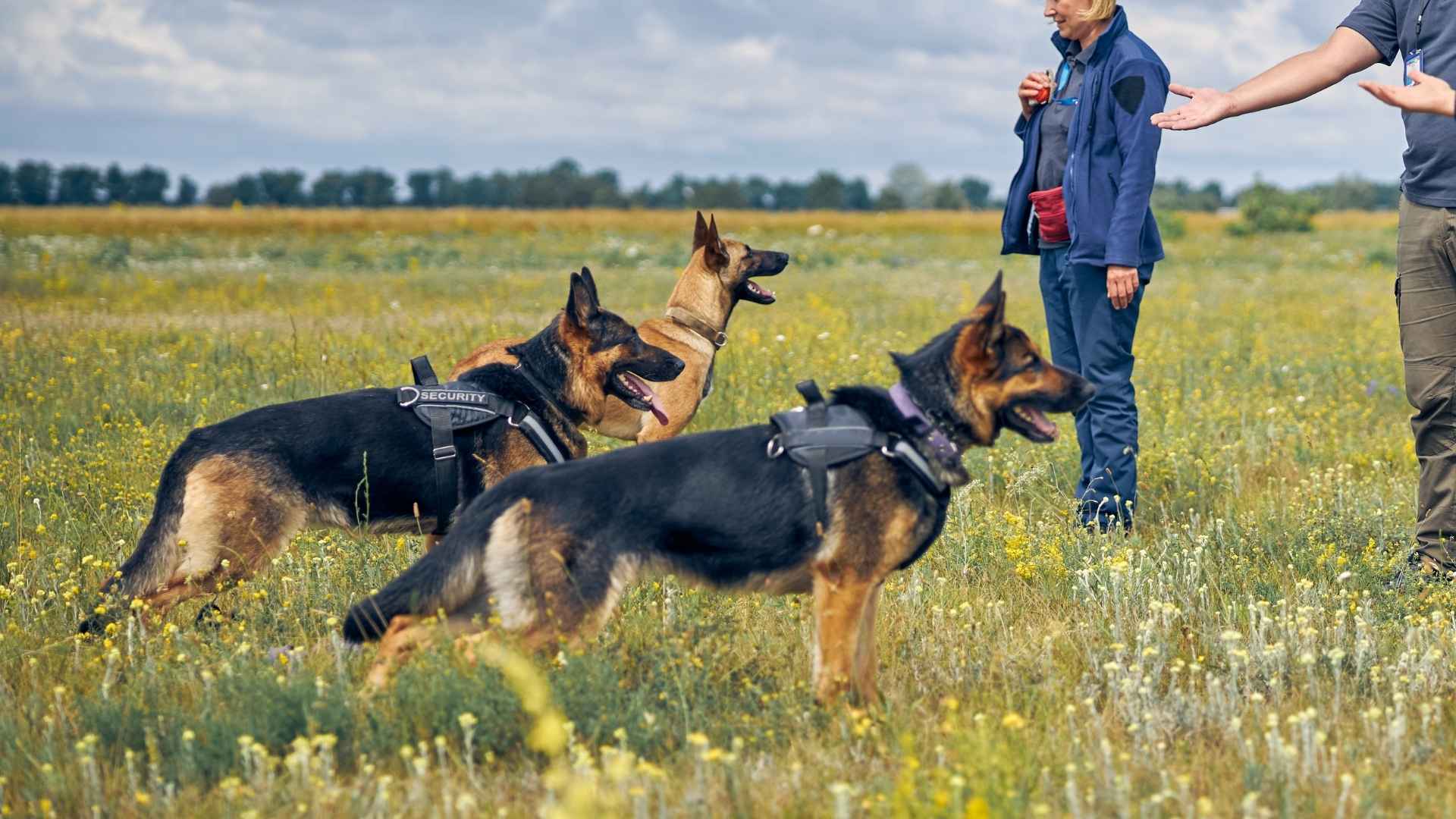 9 Super-Smart Dog Breeds That Are Easy to Train & Love to Please
