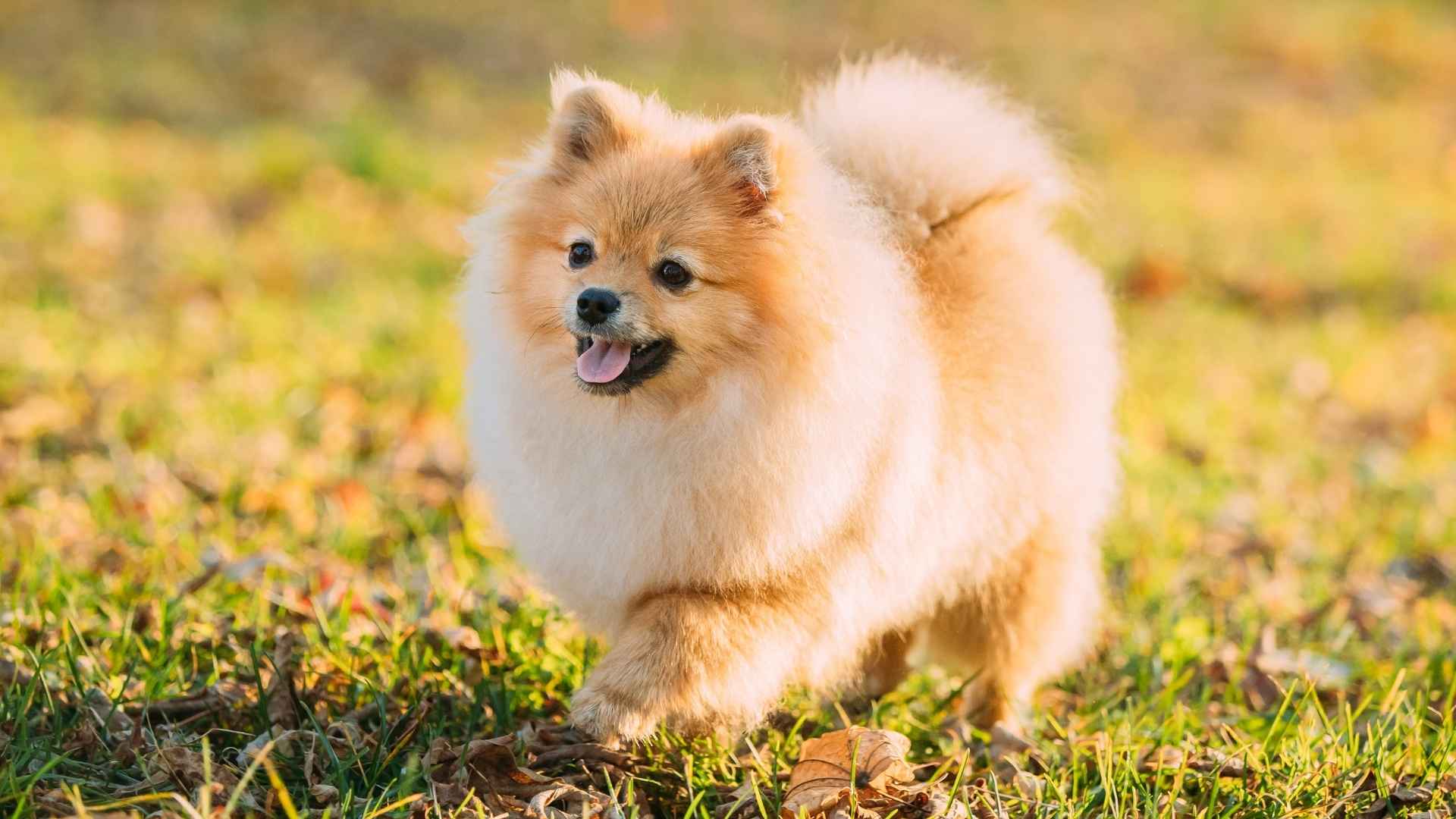 9 Tiny Dog Breeds That Make Big Impressions