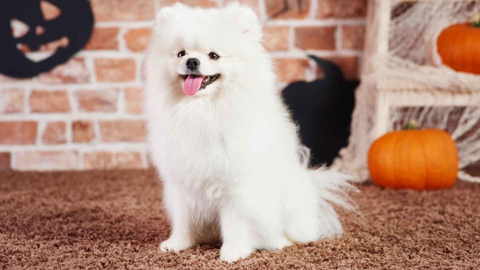 9 Tiny Fluffy Dog Breeds That Stay Small and Don’t Outgrow Your Lap