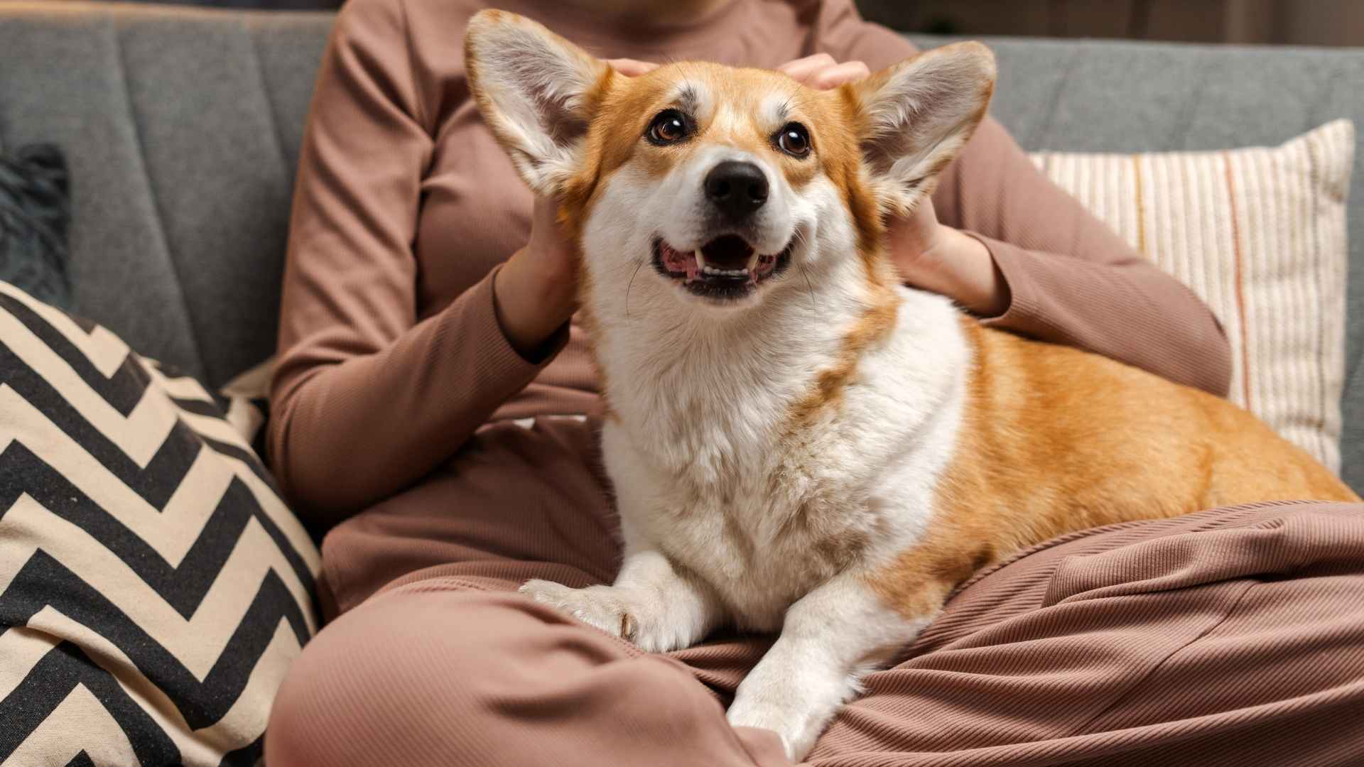 9 Top Dog Breeds That Will Never Let You Have A Bad Day