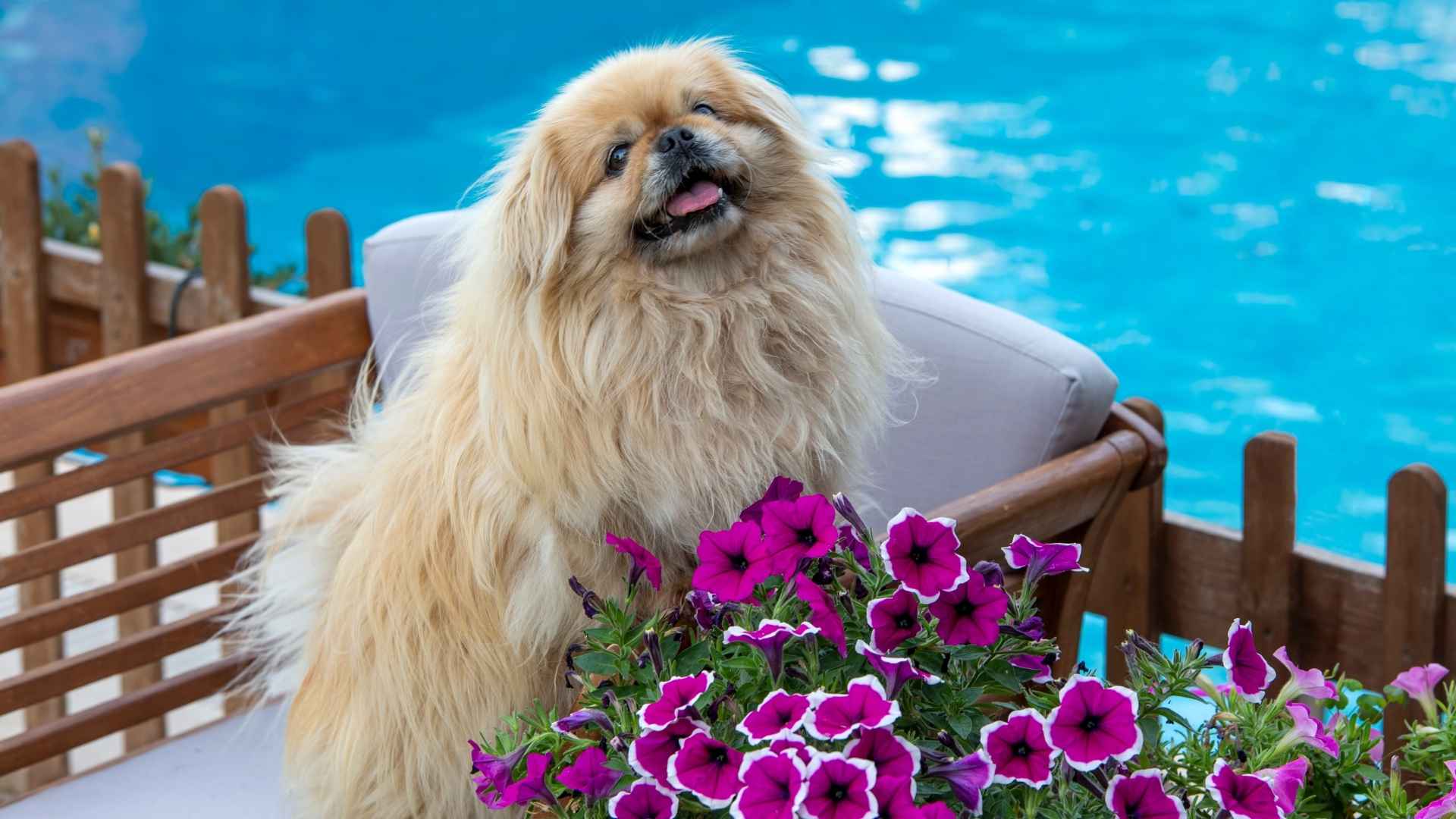 9 Toy Dogs That Don't Need Much Exercise – Perfect for Relaxed Owners
