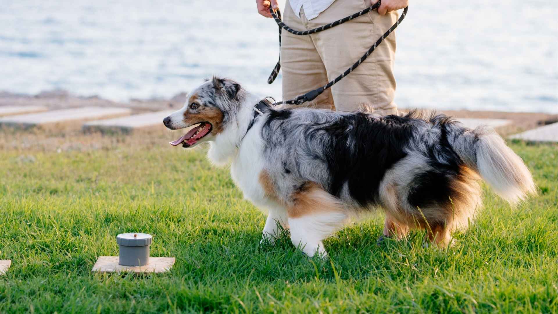 9 Ultimate Brainy Dog Breeds with the Best Problem-Solving Skills
