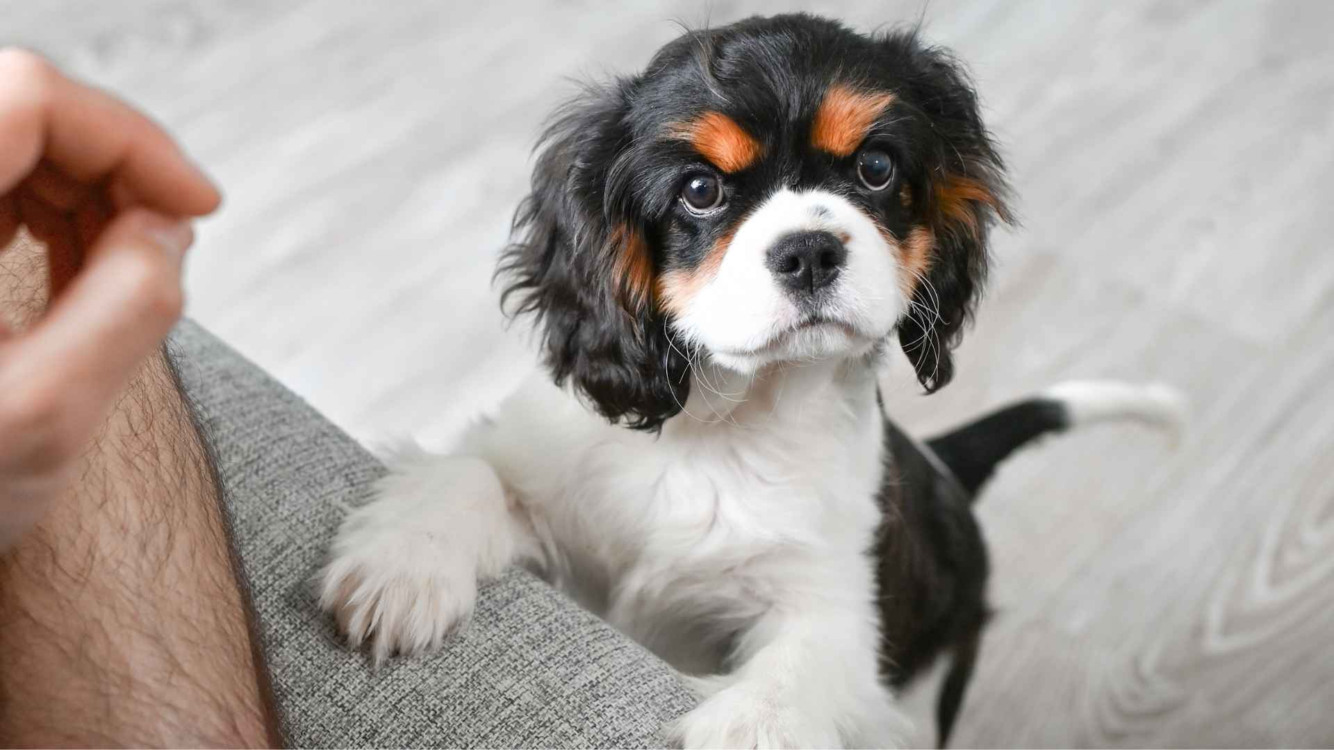 9 Velcro Dog Breeds That Crave Constant Attention