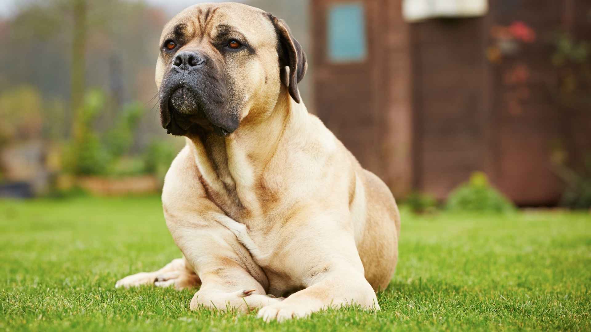 9 Vigilant Dog Breeds That Keep Watch Over Their Families