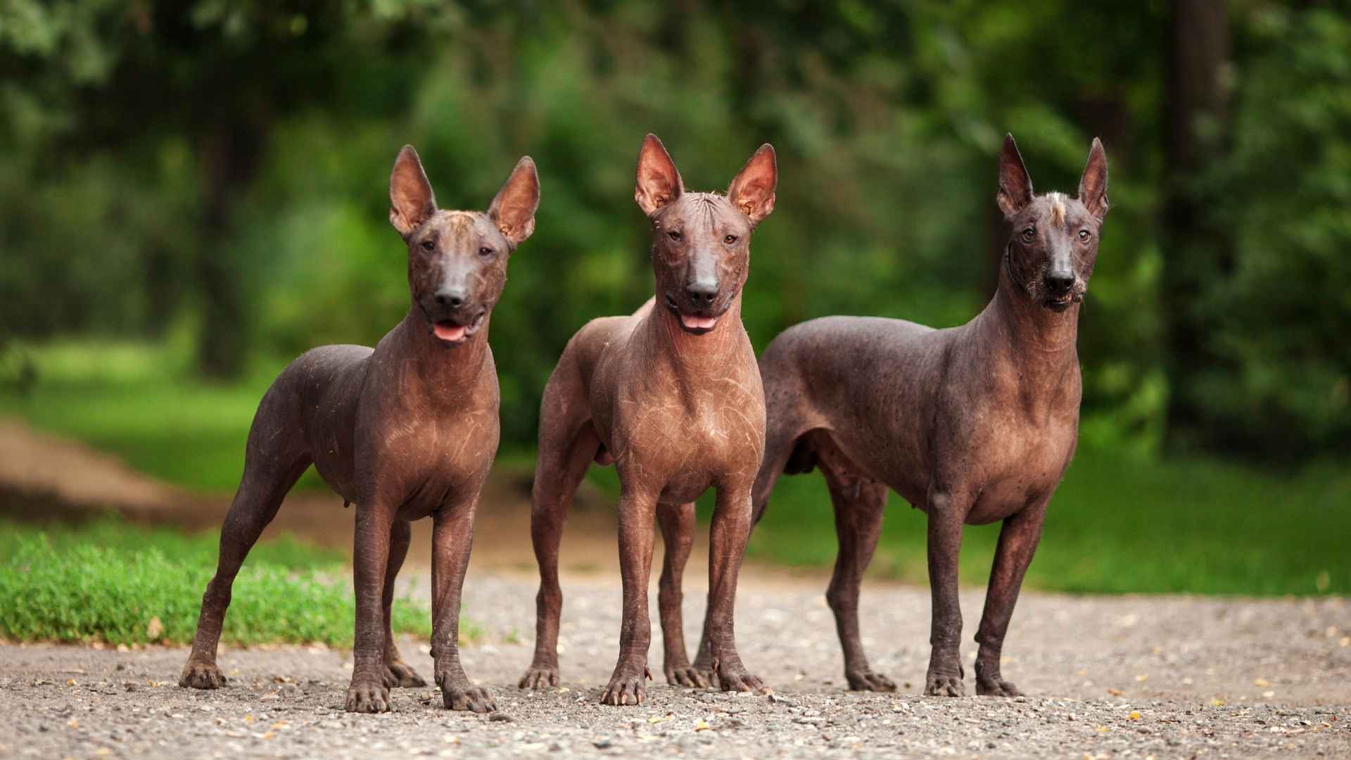 9 Weird Dog Breeds with Unique Looks and Traits