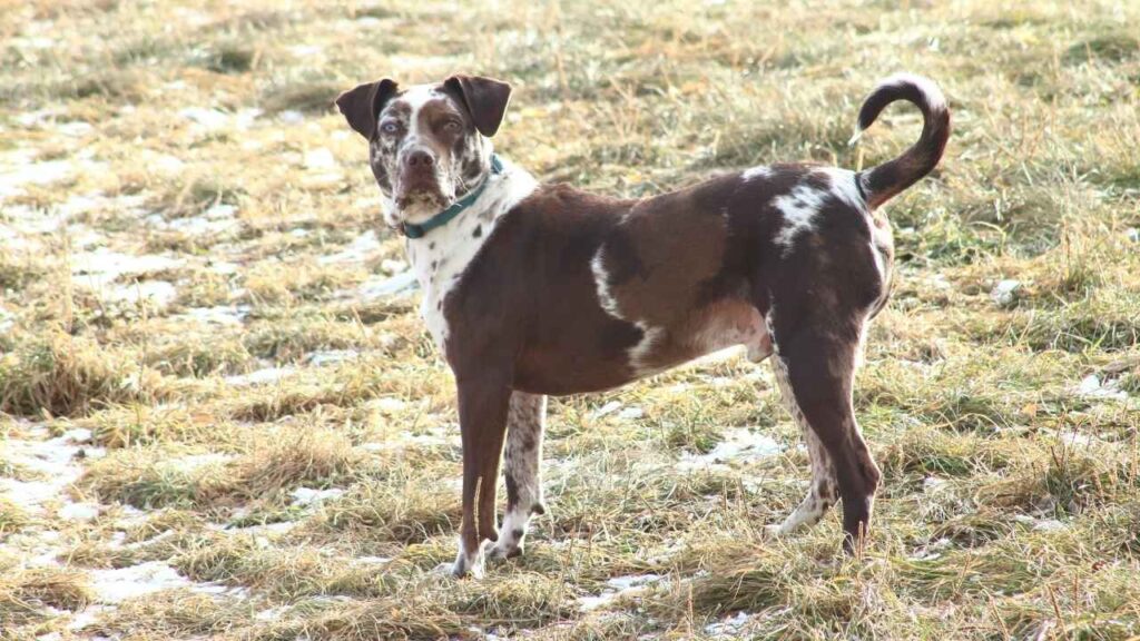 American Leopard Hound