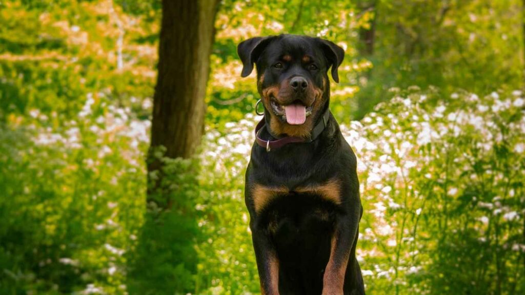 American Rottweiler