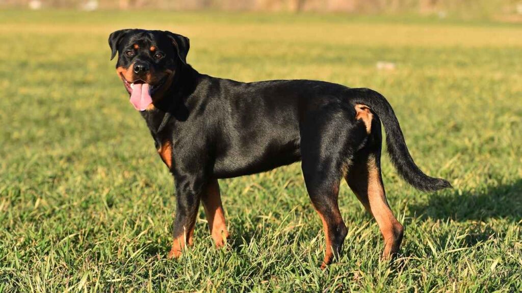 American Rottweiler