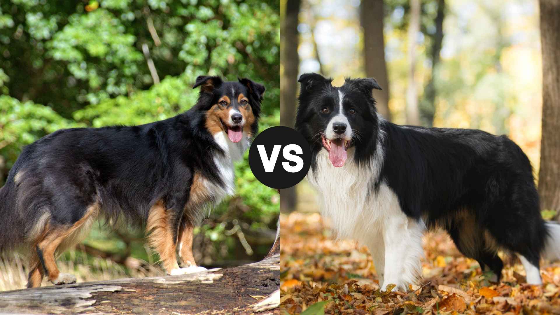 Australian Shepherd vs. Border Collie: Which Active Genius Fits Your Life?