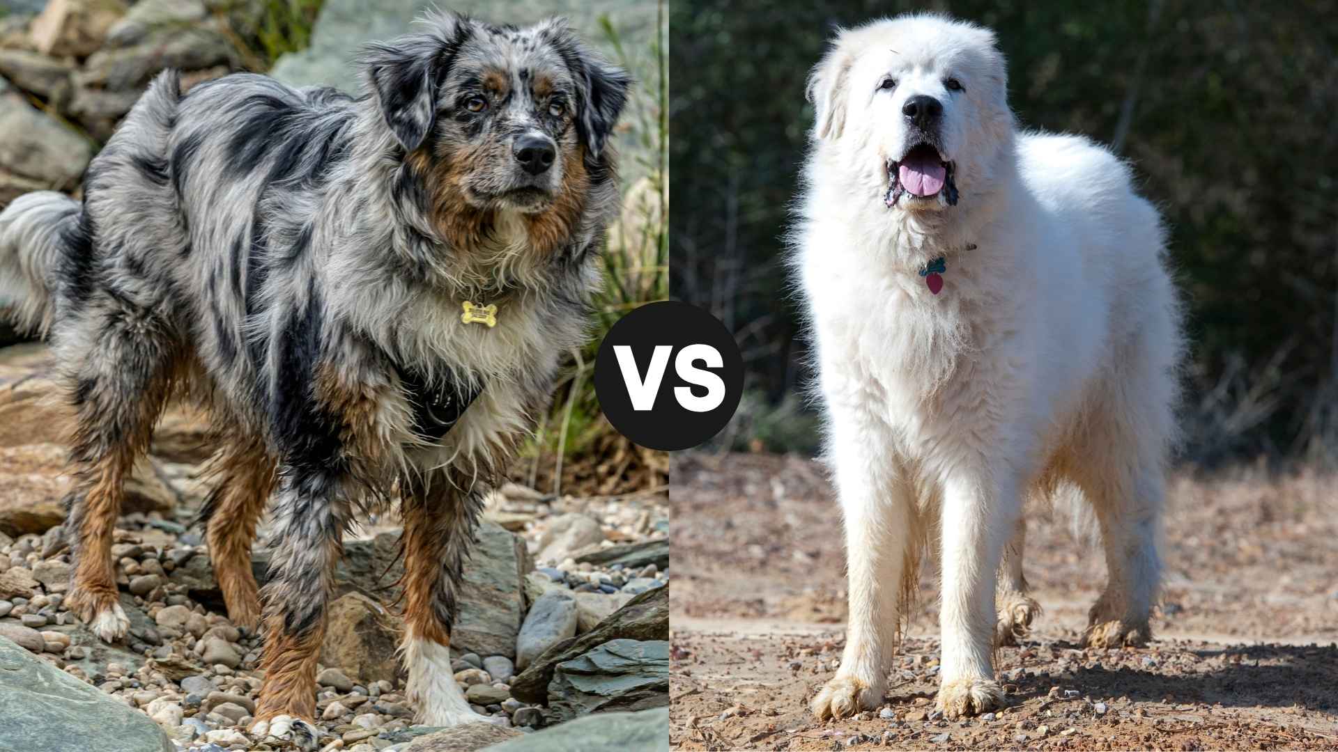 Australian Shepherd vs. Great Pyrenees: Which Is Better for Families?