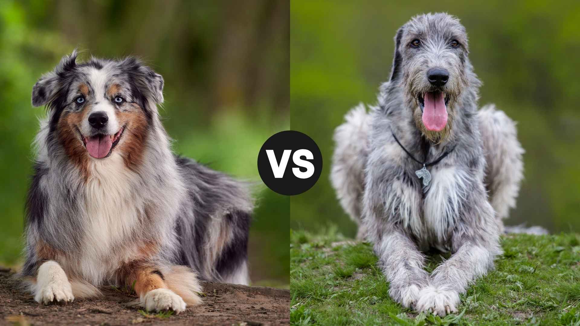 Australian Shepherd vs. Irish Wolfhound: Which One Fits Your Lifestyle?