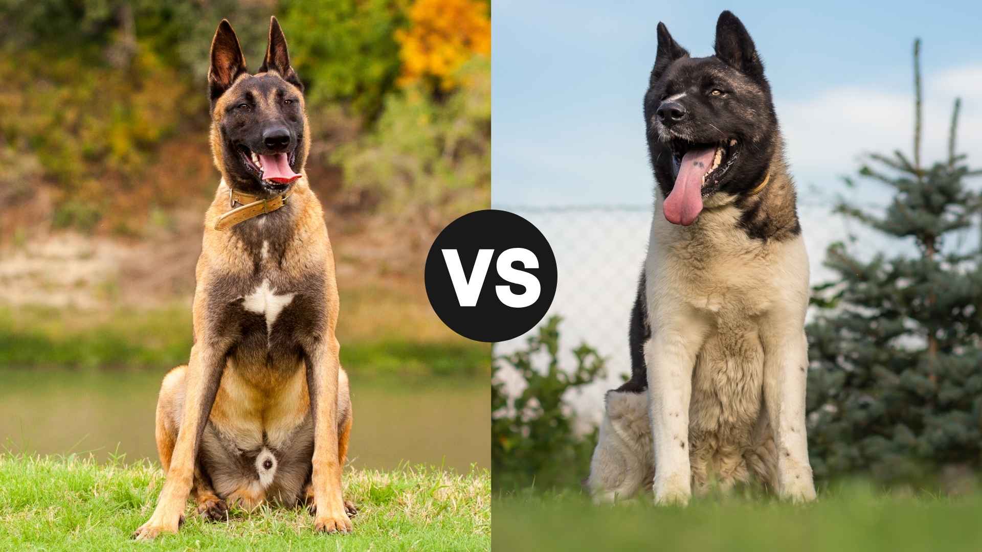 Belgian Malinois vs. Akita: Key Differences and Similarities