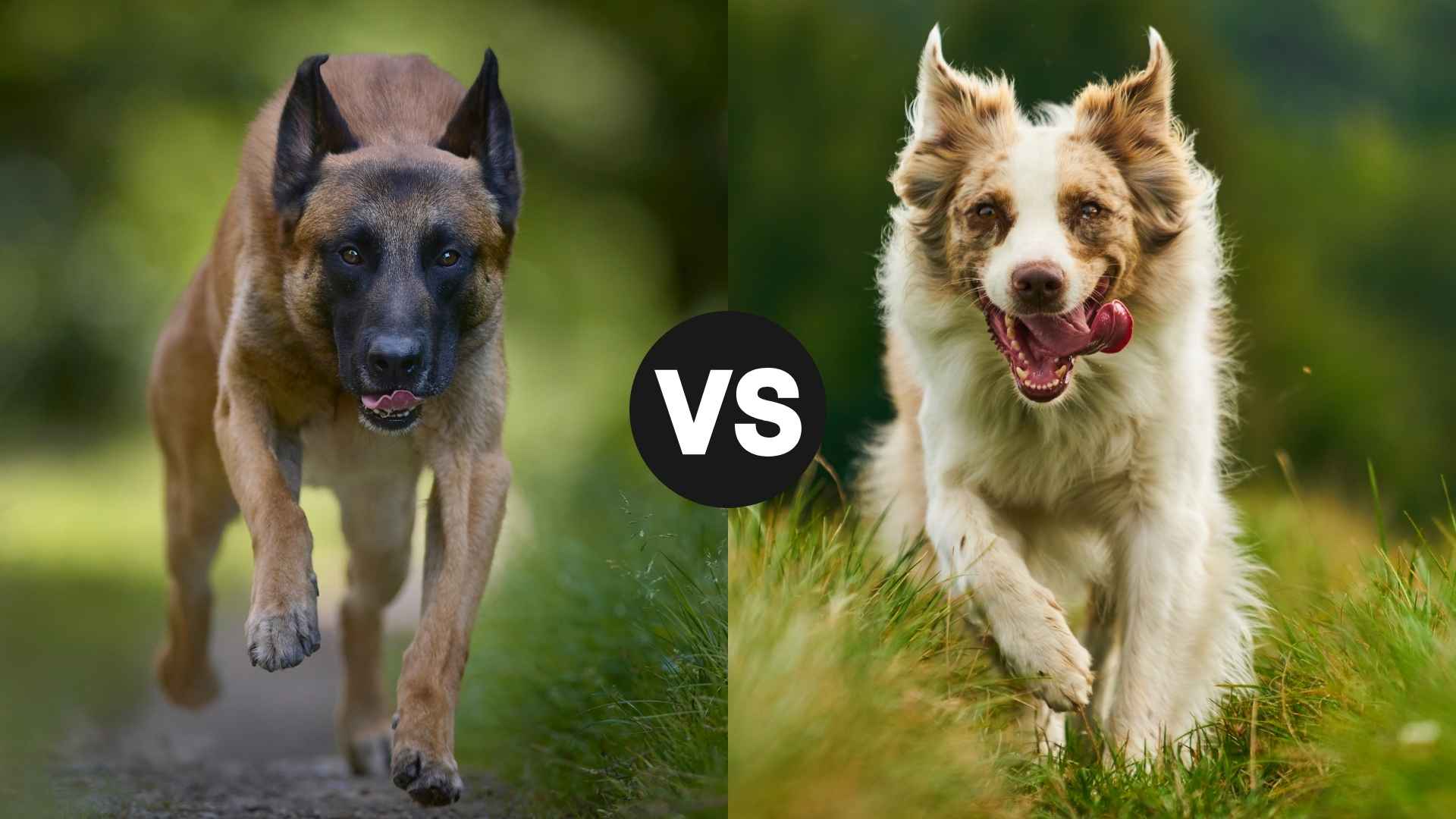 Belgian Malinois vs. Australian Shepherd: Which Breed is Right for You?