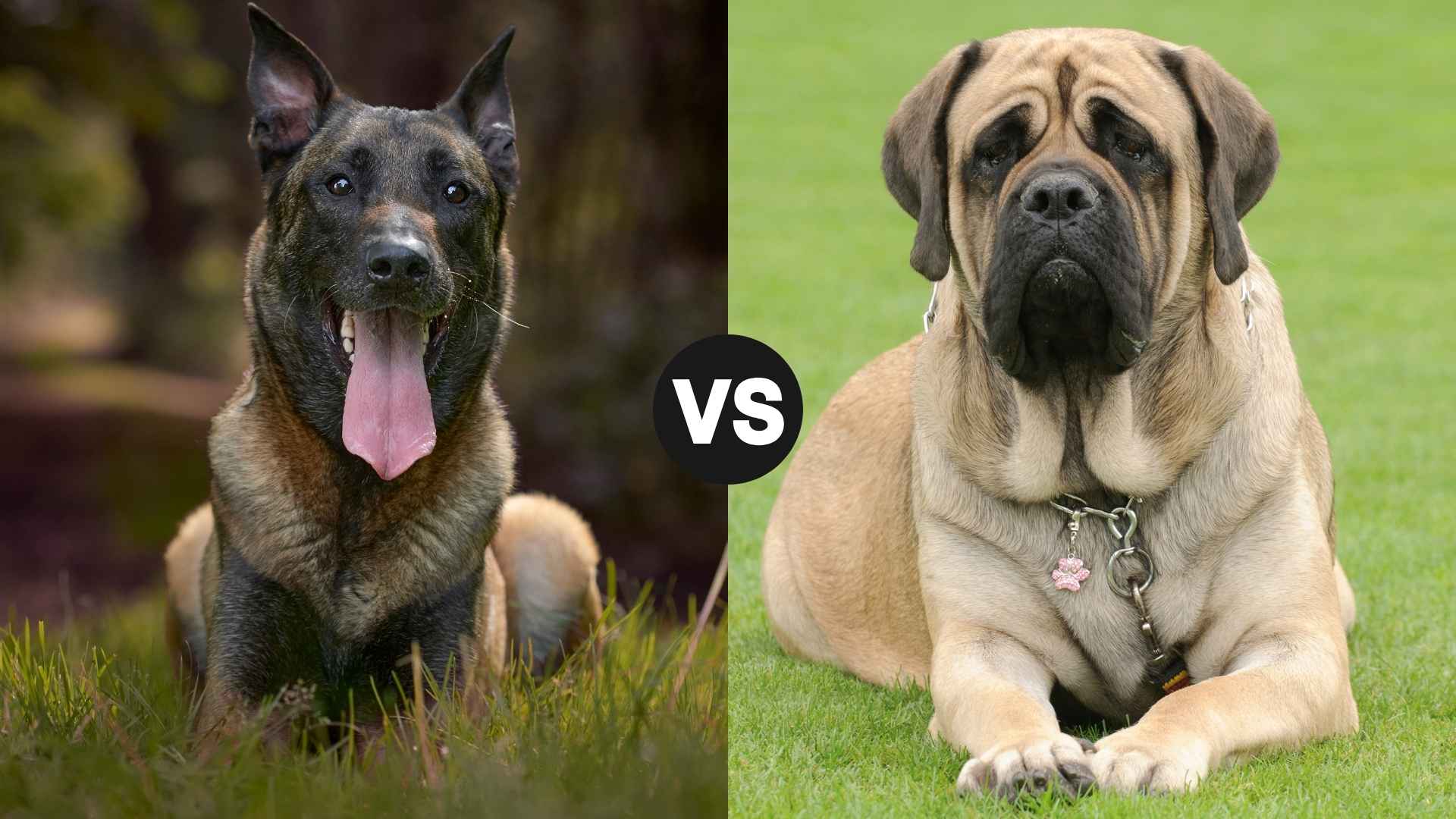 Belgian Malinois vs. Mastiff: Which Dog Breed is For You?