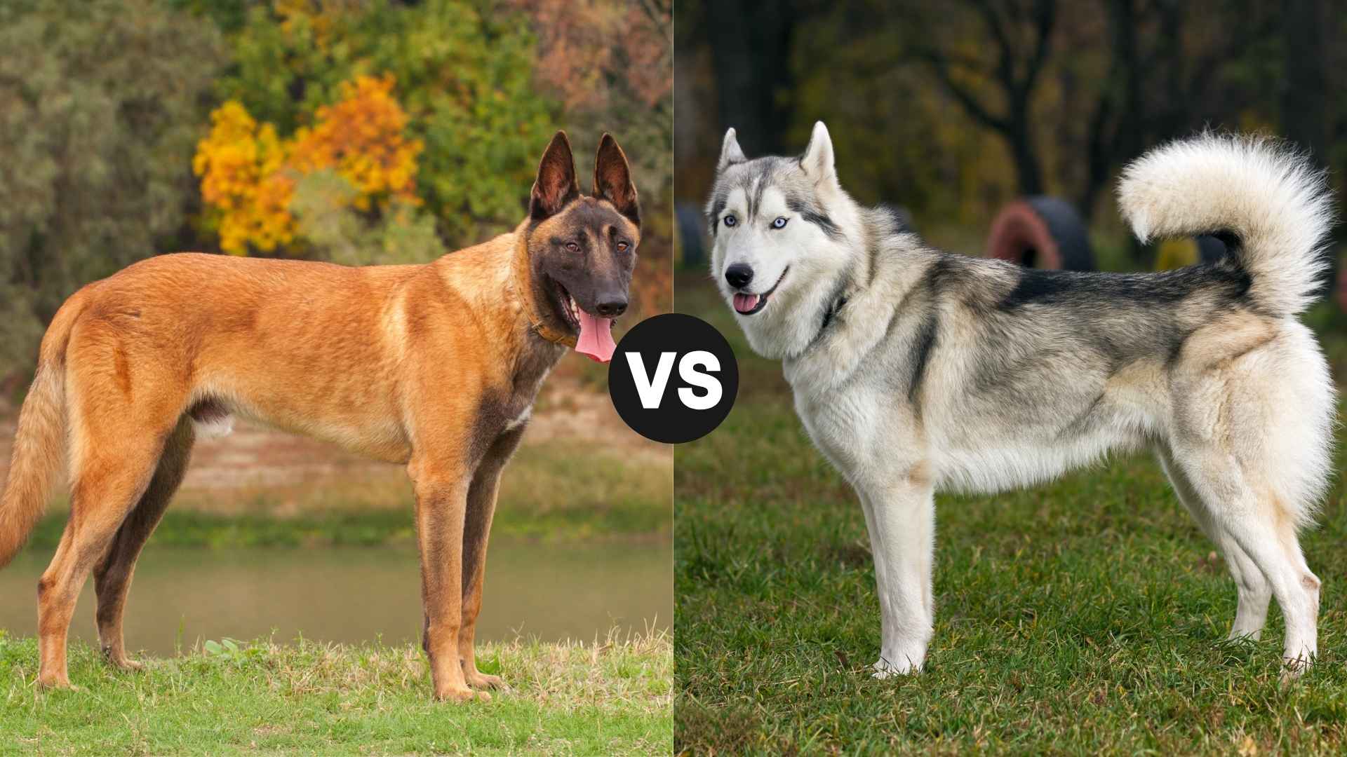 Belgian Malinois vs. Siberian Husky: Everything You Need To Know