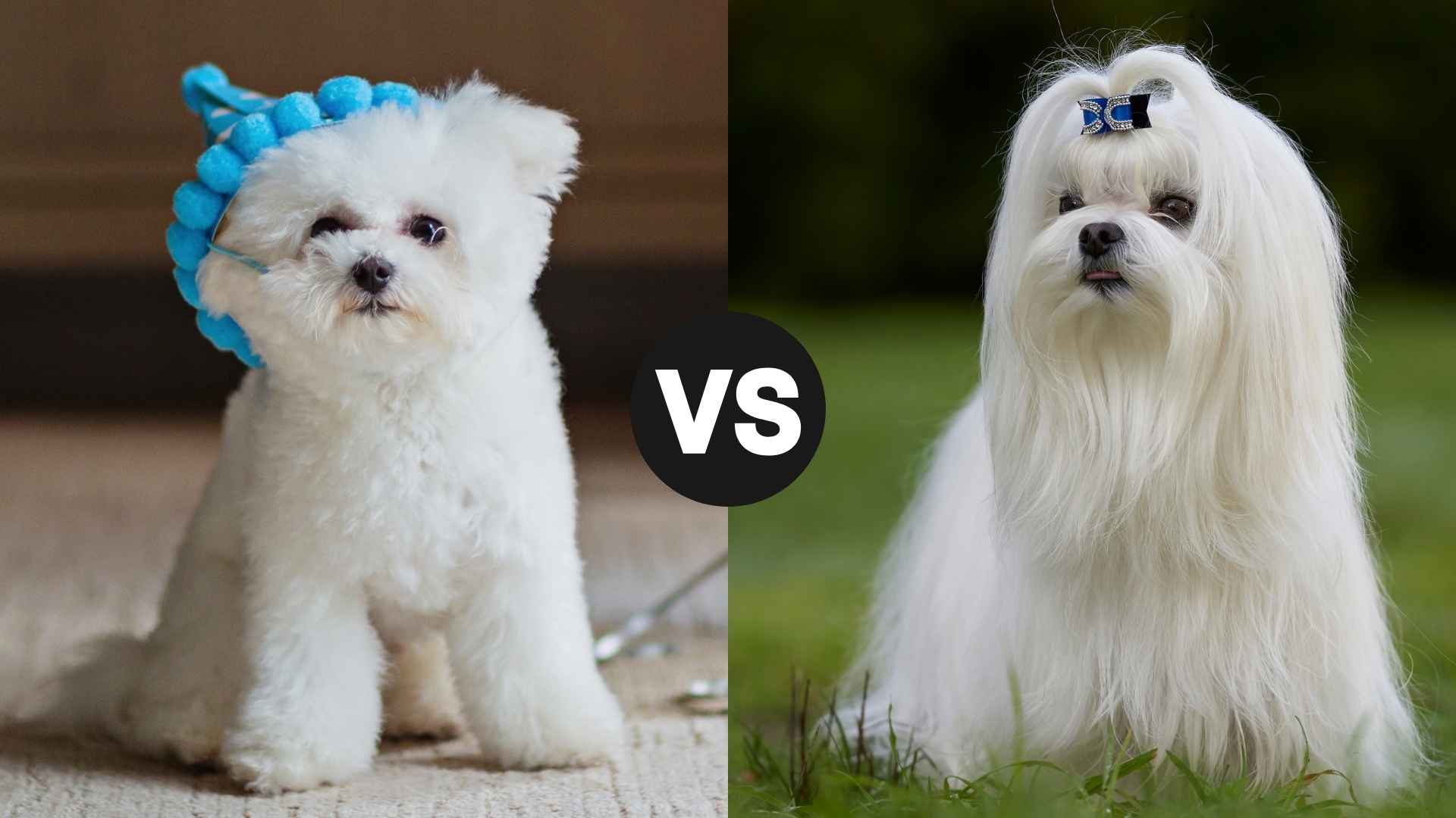 Bichon Frise vs. Maltese: Which Small Dog Is Right For You?