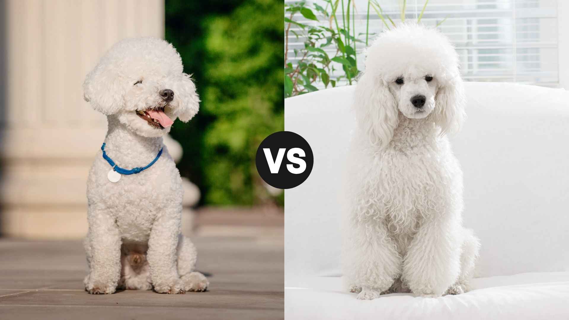 Bichon Frise vs. Poodle: Key Differences in Size, Coat, Temperament & Care
