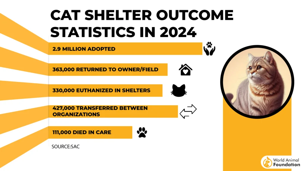 cat shelter statistics
