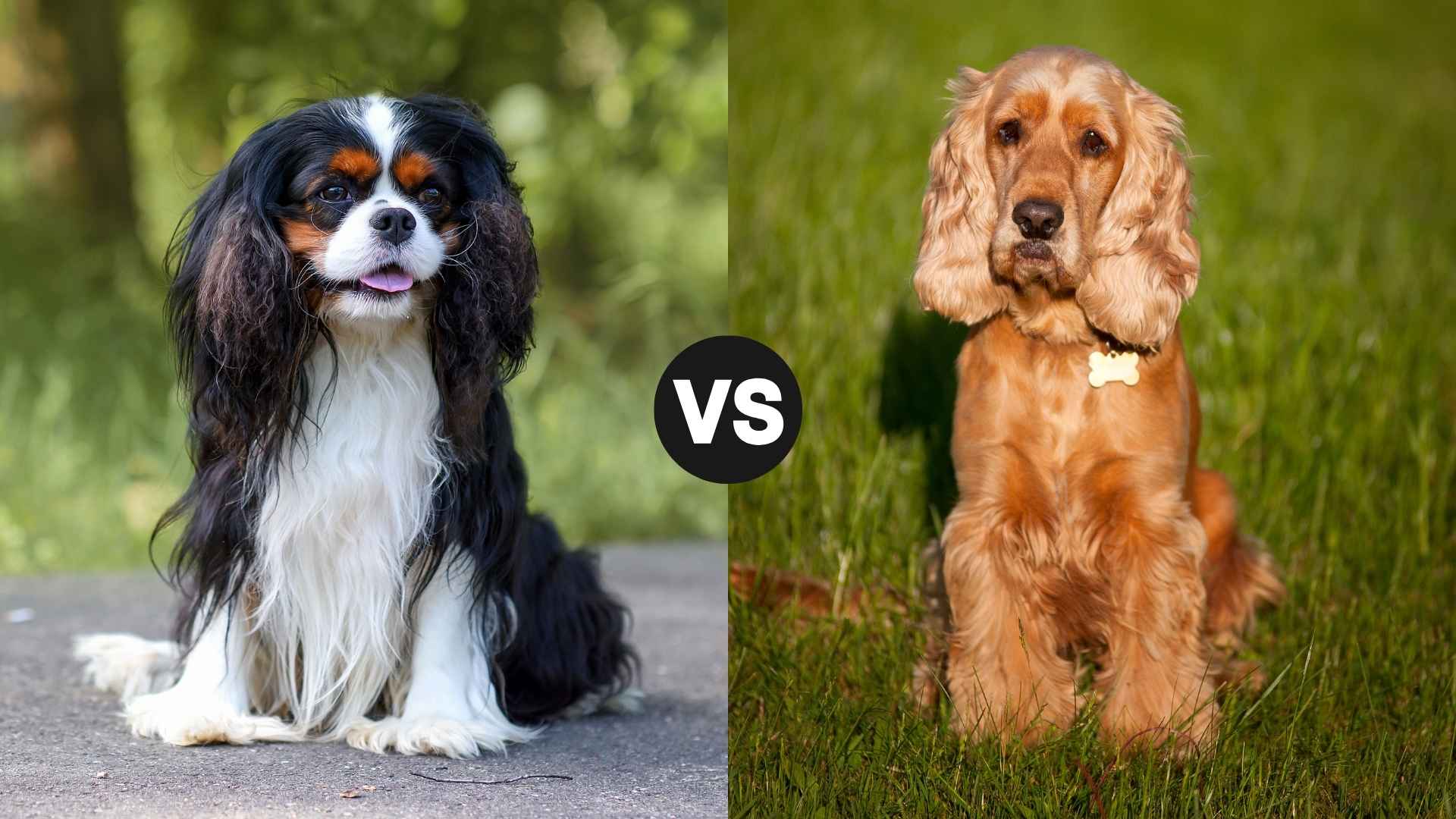 Cavalier King Charles vs. Cocker Spaniel: Which Breed Is Right for You?