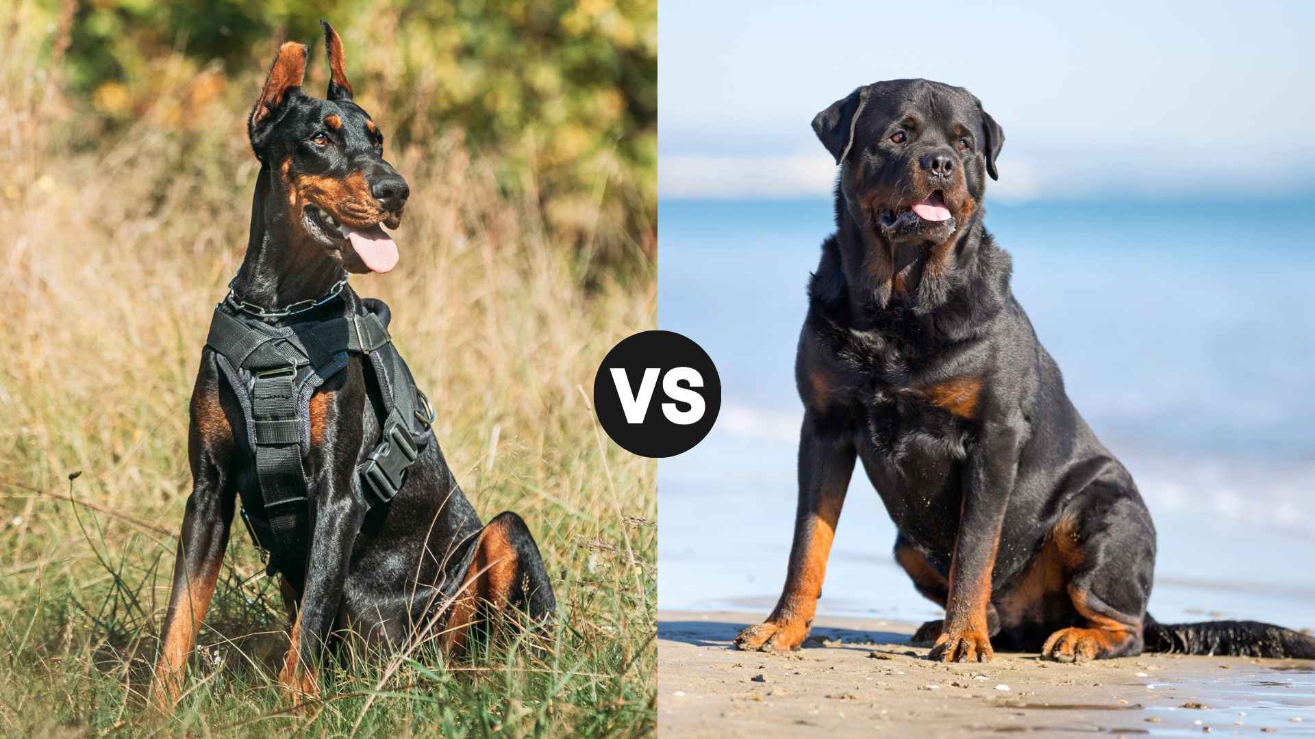 Doberman vs. Rottweiler: Which Pup Steals Your Heart?