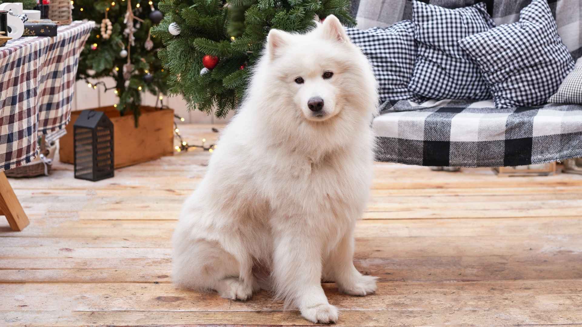 Dog Breeds That Love Holiday Parties and Make Everything More Fun