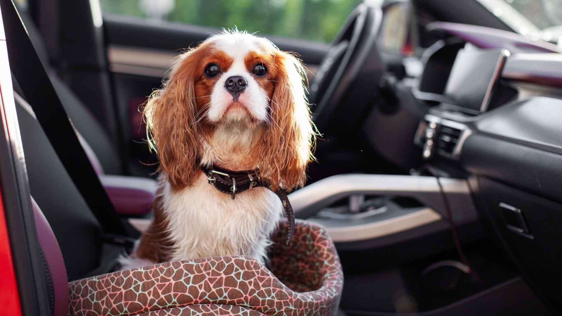 Dog Breeds That Love Long Road Trips and Thrive on Adventure